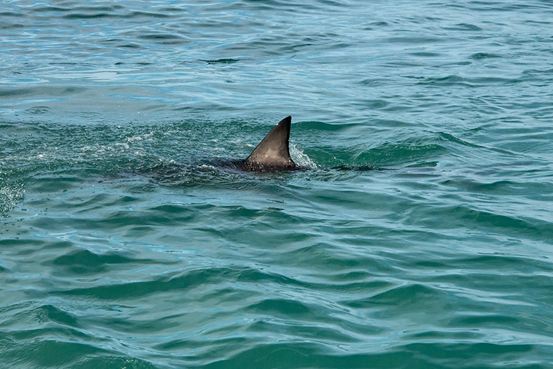 White shark fin coming out of the ocean