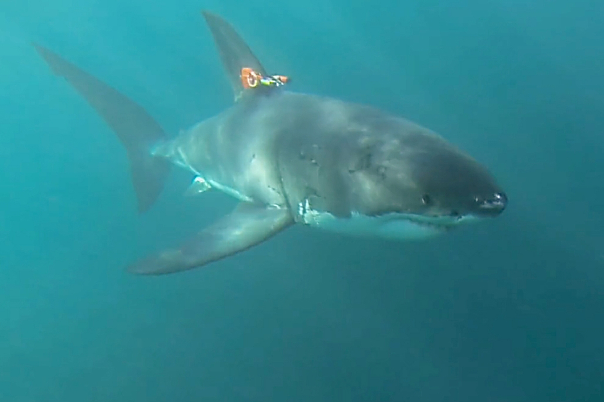 White shark with fin tag and camera