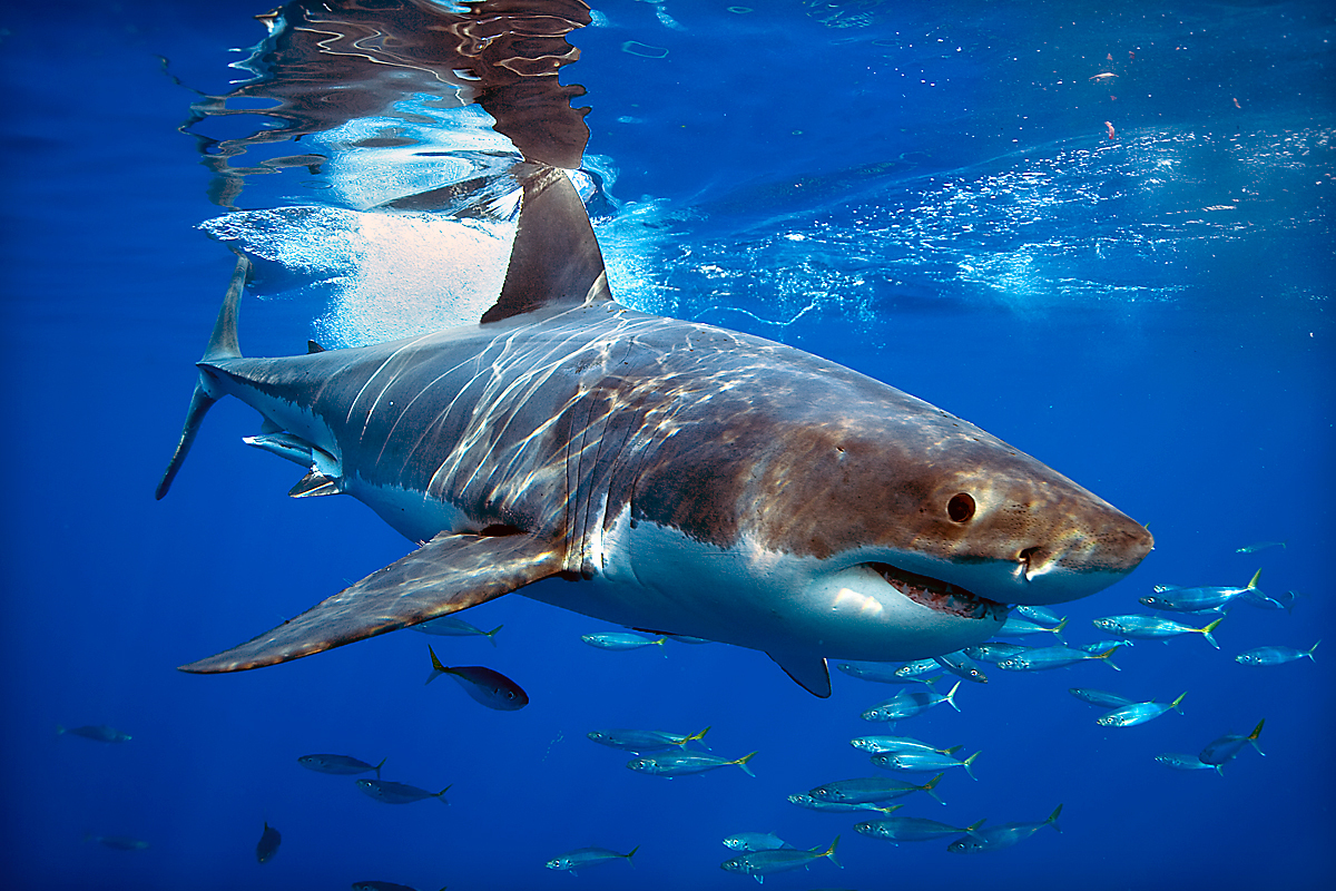 White shark in the wild