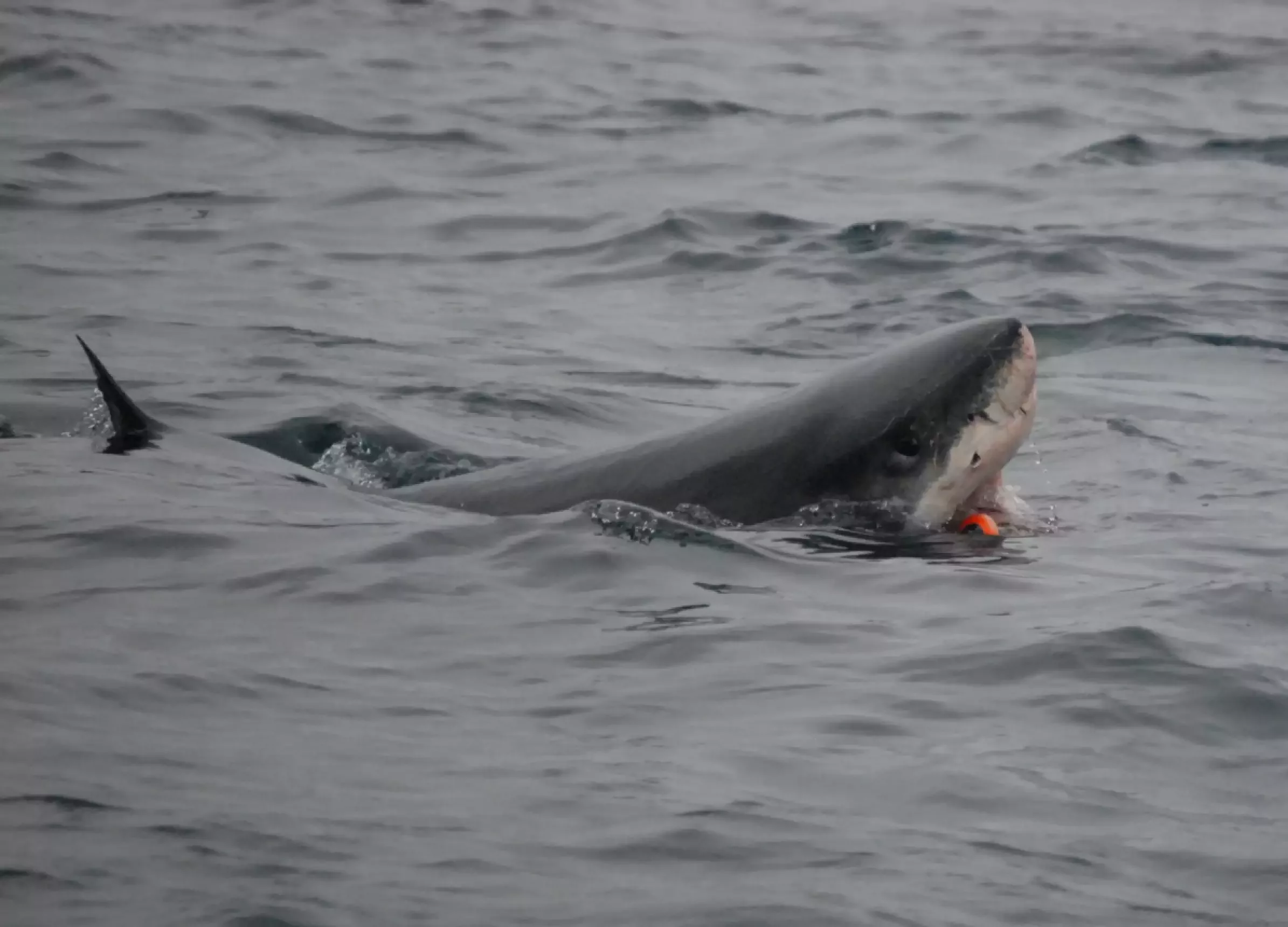 A white shark with its mouth open and face out of the water is visible on the surface of the ocean. In its mouth is a tracking tag that will measure changes in stomach temperature after it feeds.