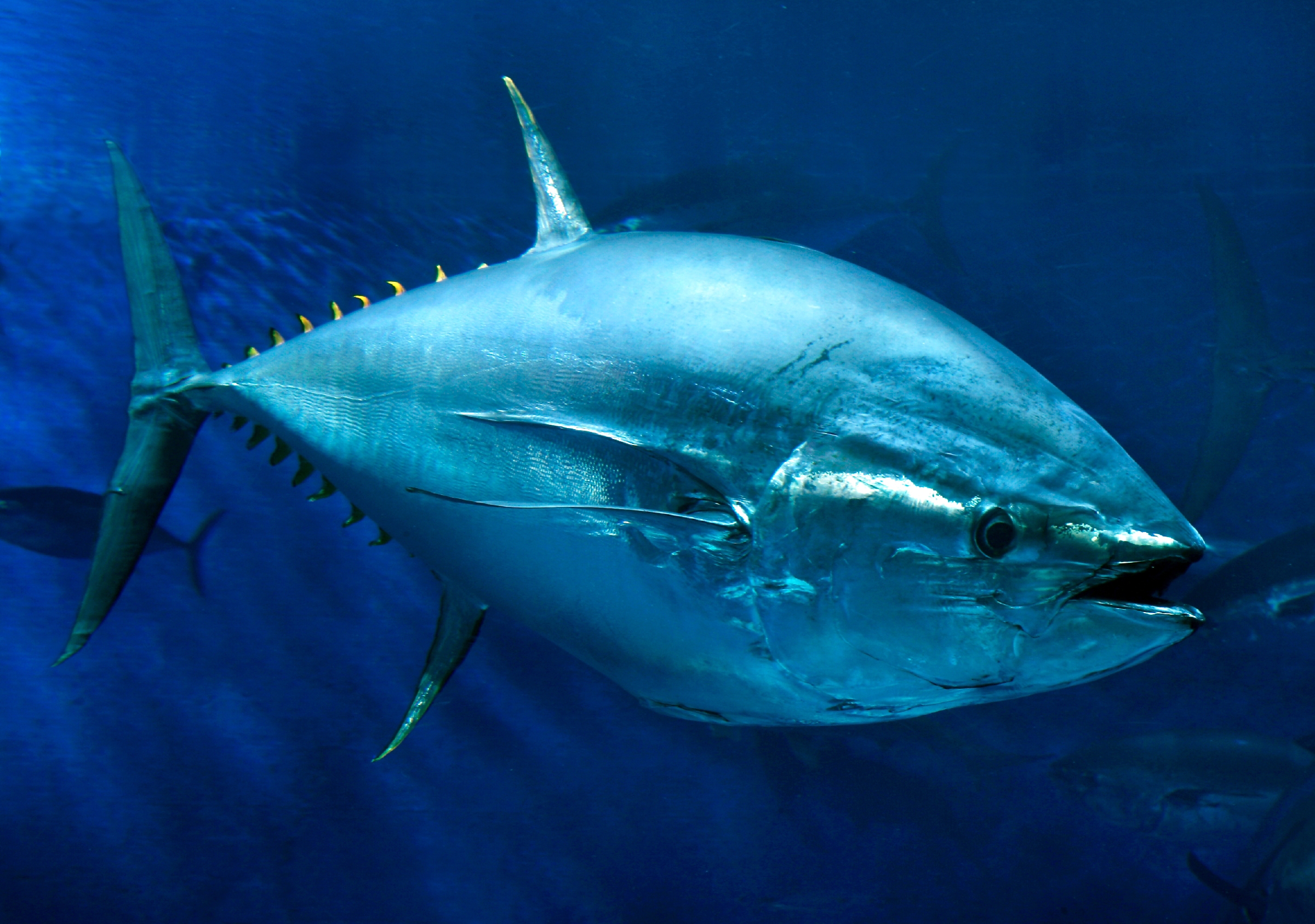 Yellowfin tuna swimming in the Open Sea exhibit