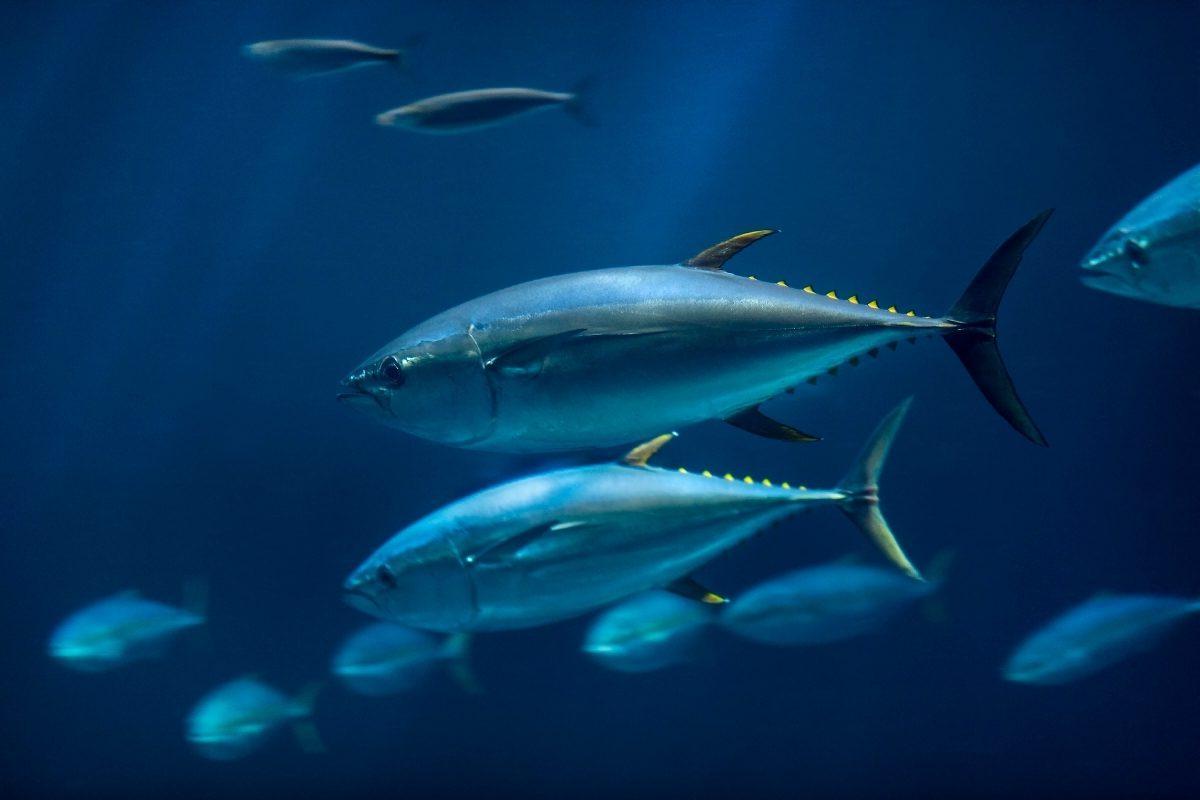 Two yellowfin tuna with distinctive yellow finlets swimming through a school of fish in blue water