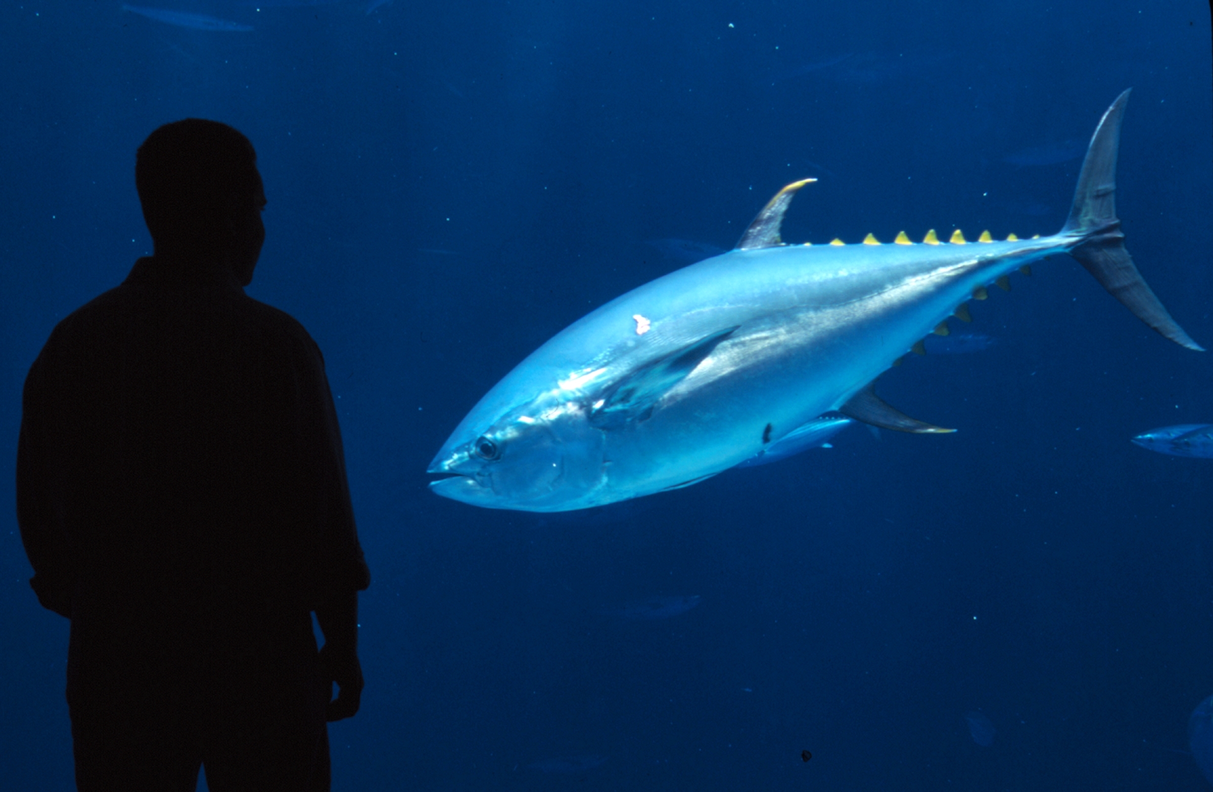 Visitor watching yellowfin tune in Outer Bay Exhibit