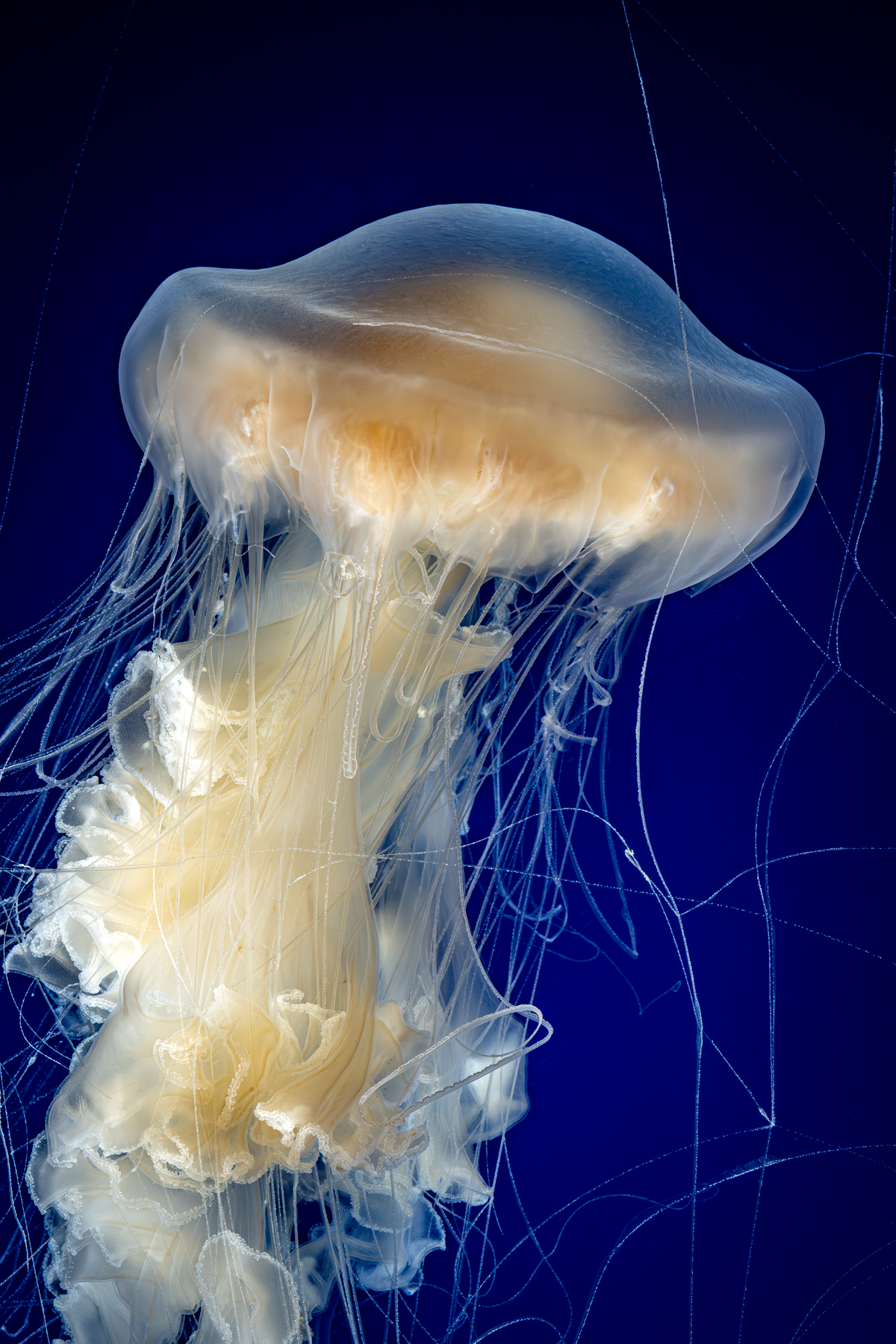 Egg yolk jelly with a golden-brown bell and flowing white tentacles swimming in dark ocean water