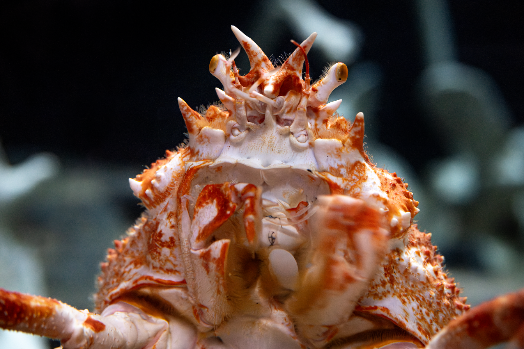 A close-up front view of a Japanese spider crab's face and upper body, showing its textured white and rust-orange shell, set against dark ocean water