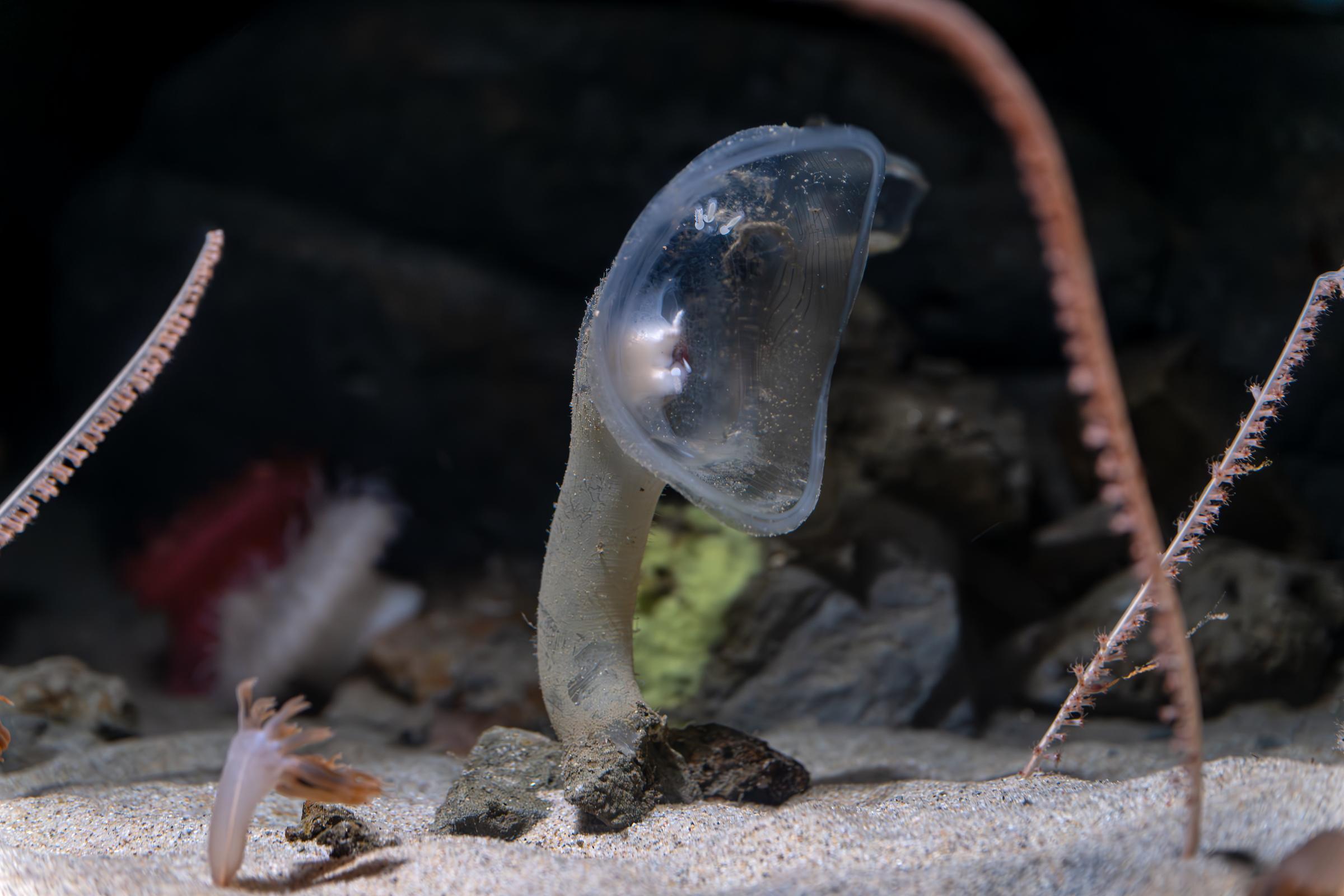 A Predatory tunicate filters the water with it's gaping mouth