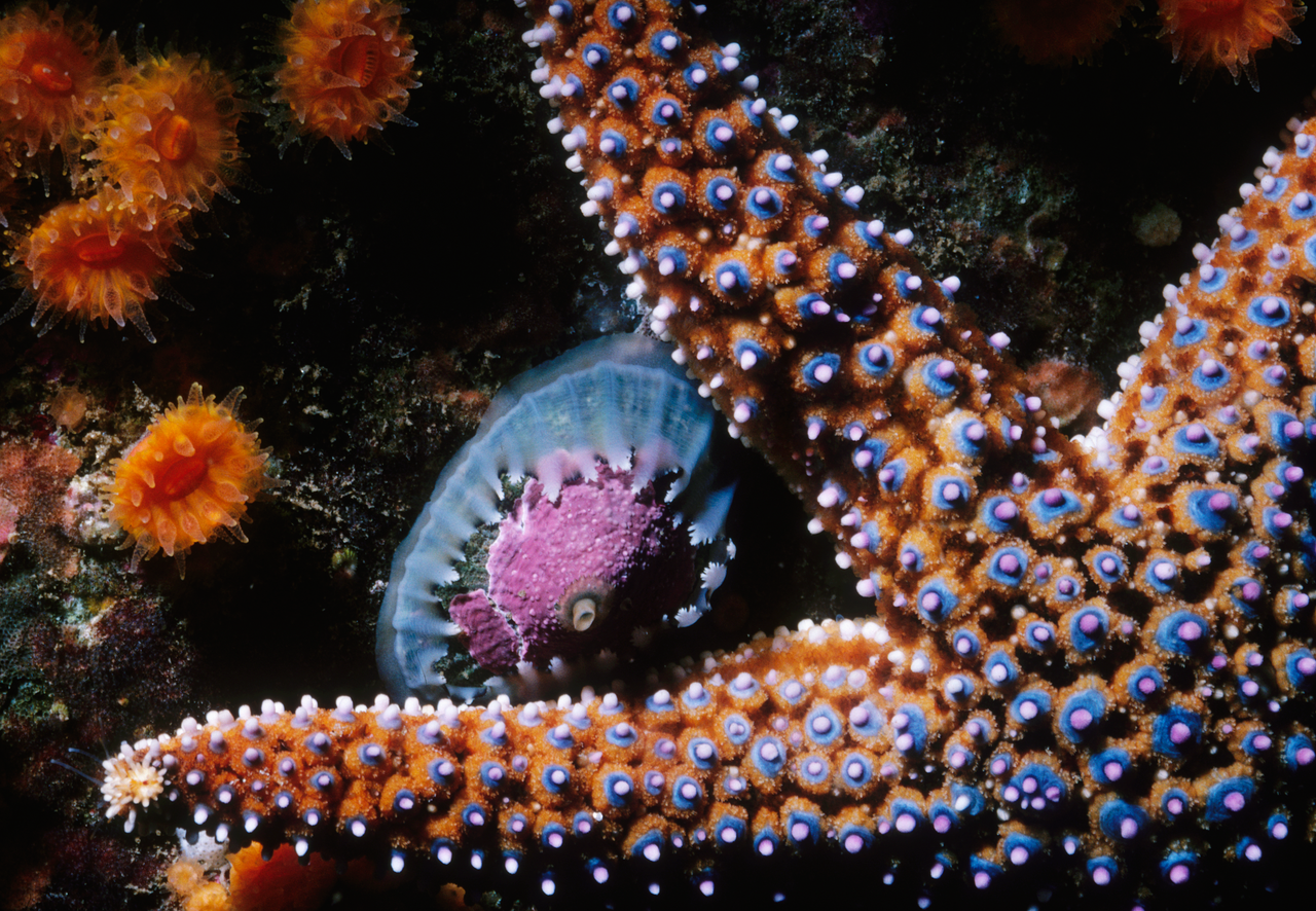 A knobby sea star clinging to a rock near anemones and barnacles