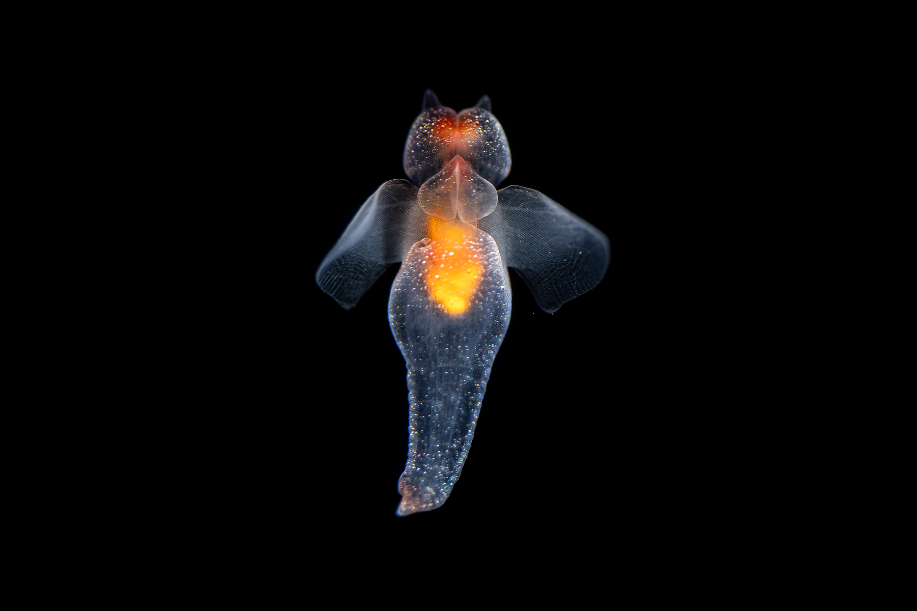 A sea angel with transparent body and bright orange-red stomache and head agaisnt a black background