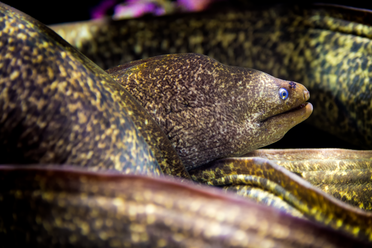 California moray eels in the Splash Zone exhibit