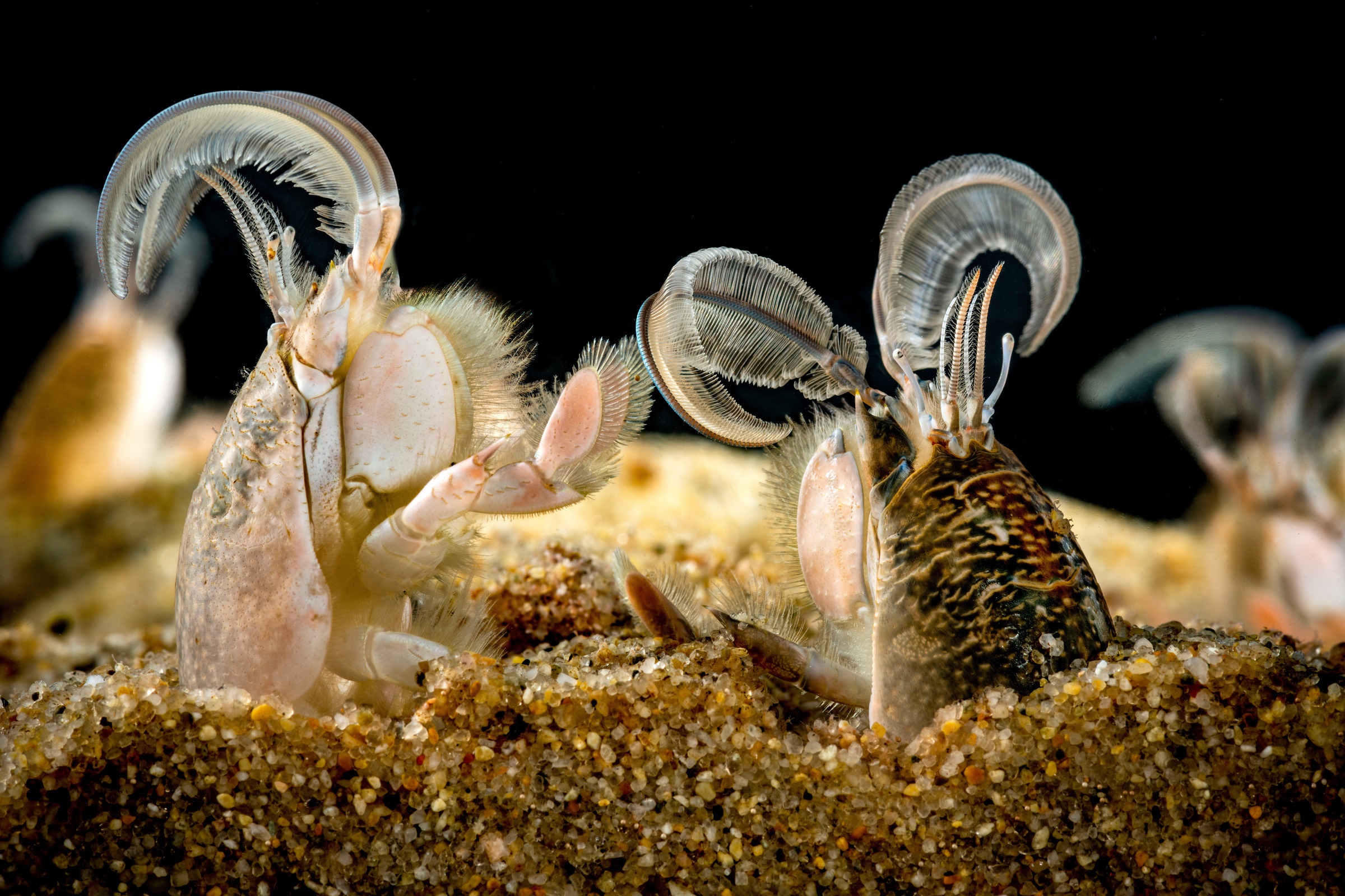 A very close up shot of sand crabs emerging from sand