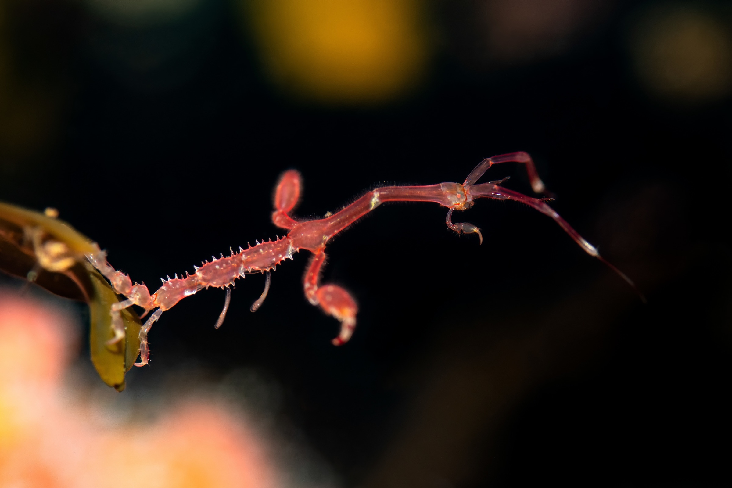 A skeleton shrimp sways its long, narrow body in the current while attached to seaweed.