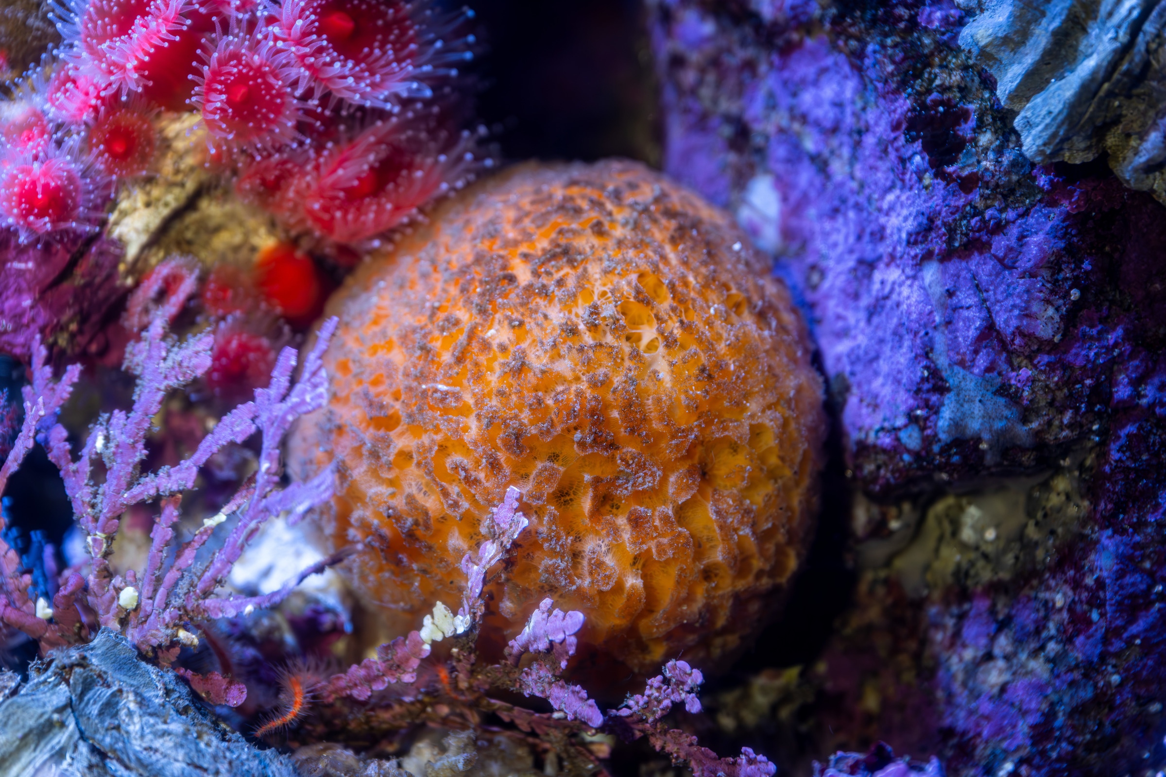 An orange puffball sponge within the crevices of the rocky shore