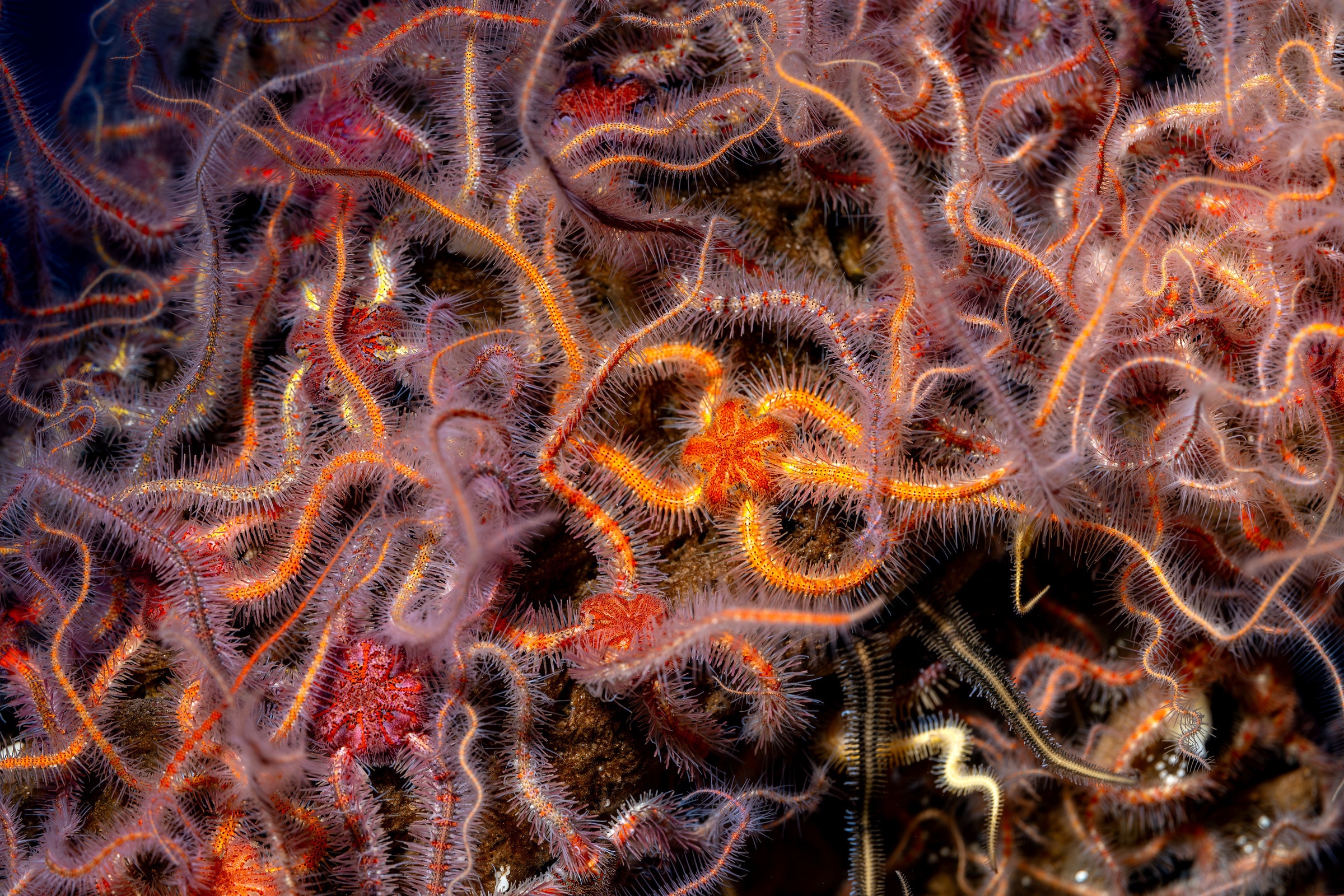 A massive grouping of orange and purple looking Spiny brittle stars along the  undersea rocky shoreline.