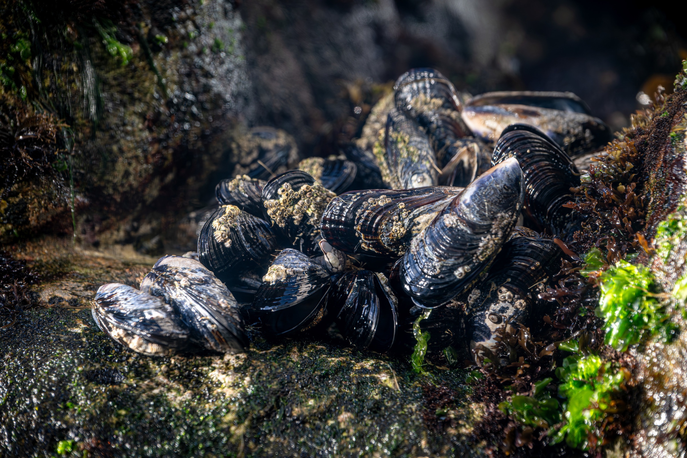 A cluster of California mussels grip the rocks in the Wave Crash exhibit.
