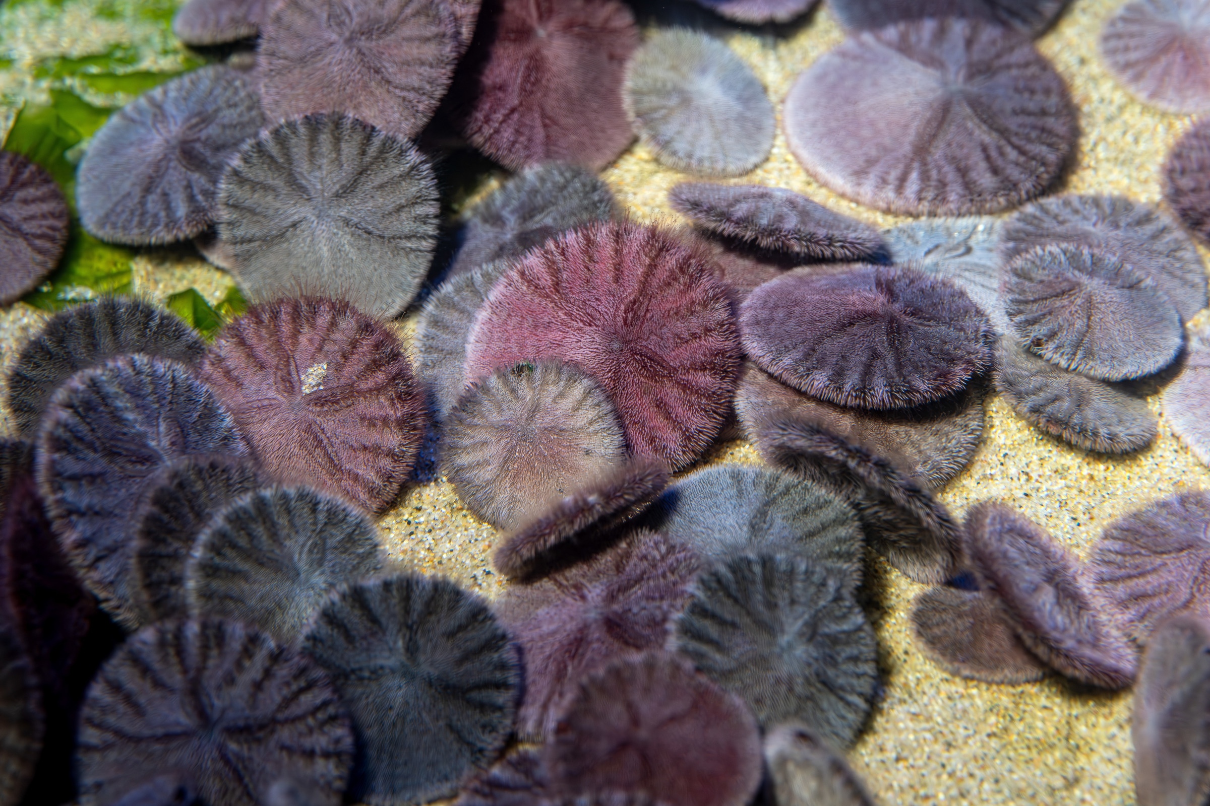 Dozens of purple looking sand dollars scattered along the ocean floor