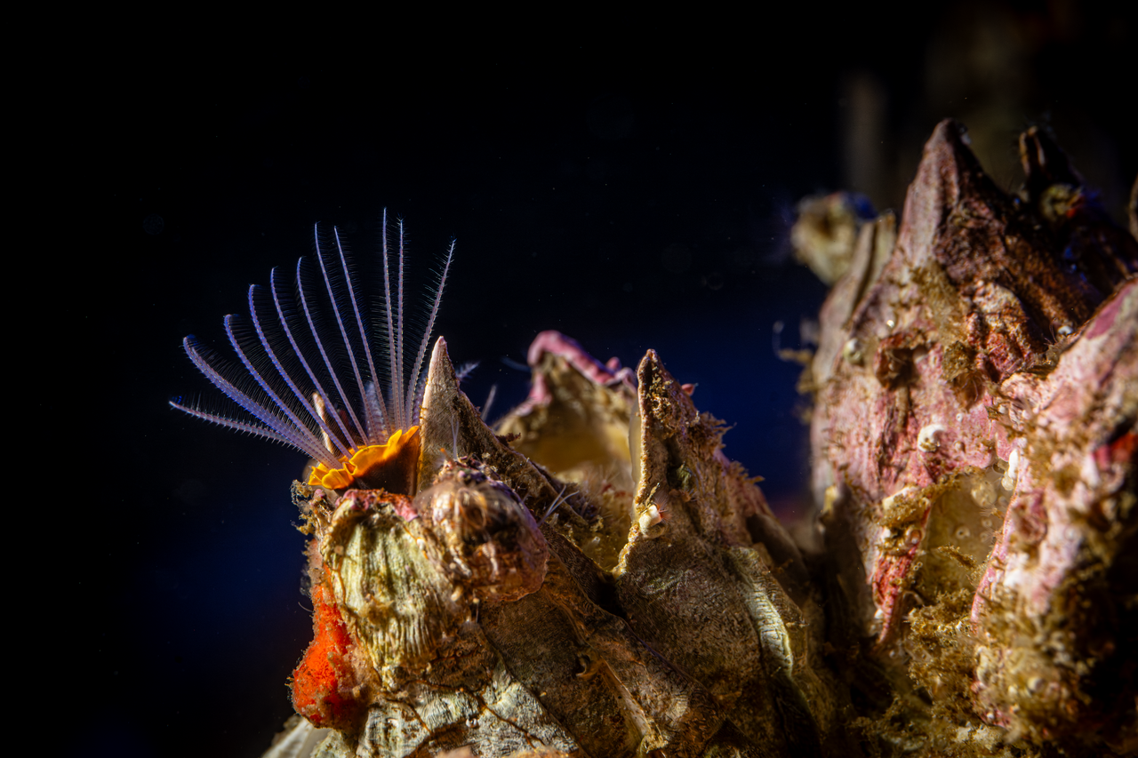 Small feather-like arms reach out from the Giant acorn barnacle to grab microscopic food particles from the water