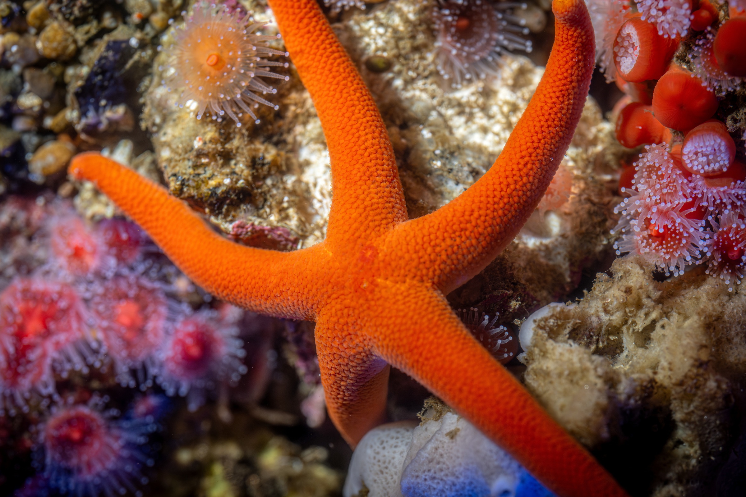 A Slender sea star slowly moves around pockets of Strawberry anemones