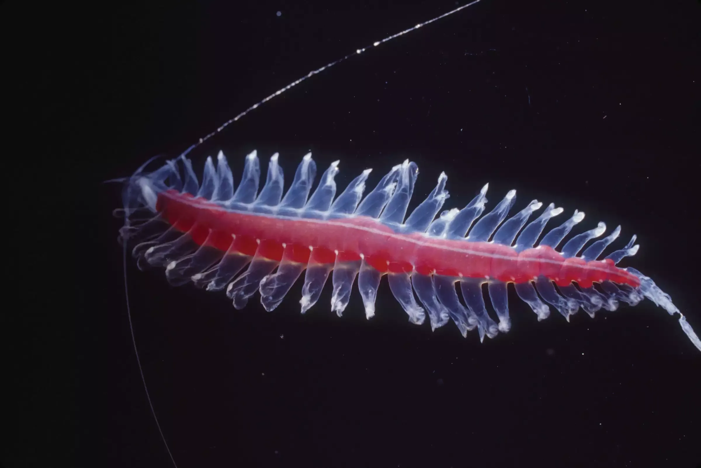 Red tomopteris polychaete worm with translucent blue paddle-like appendages floating against black