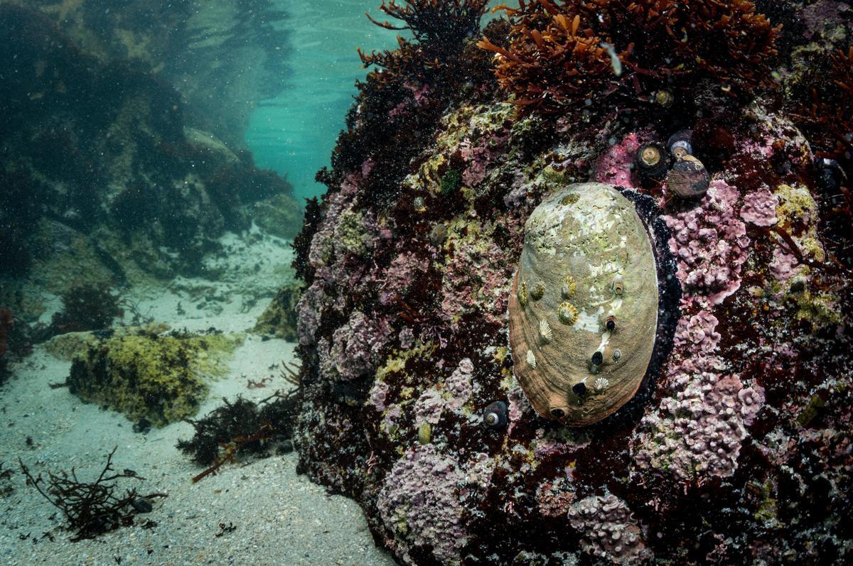A red abalone in the Great Tide Pool