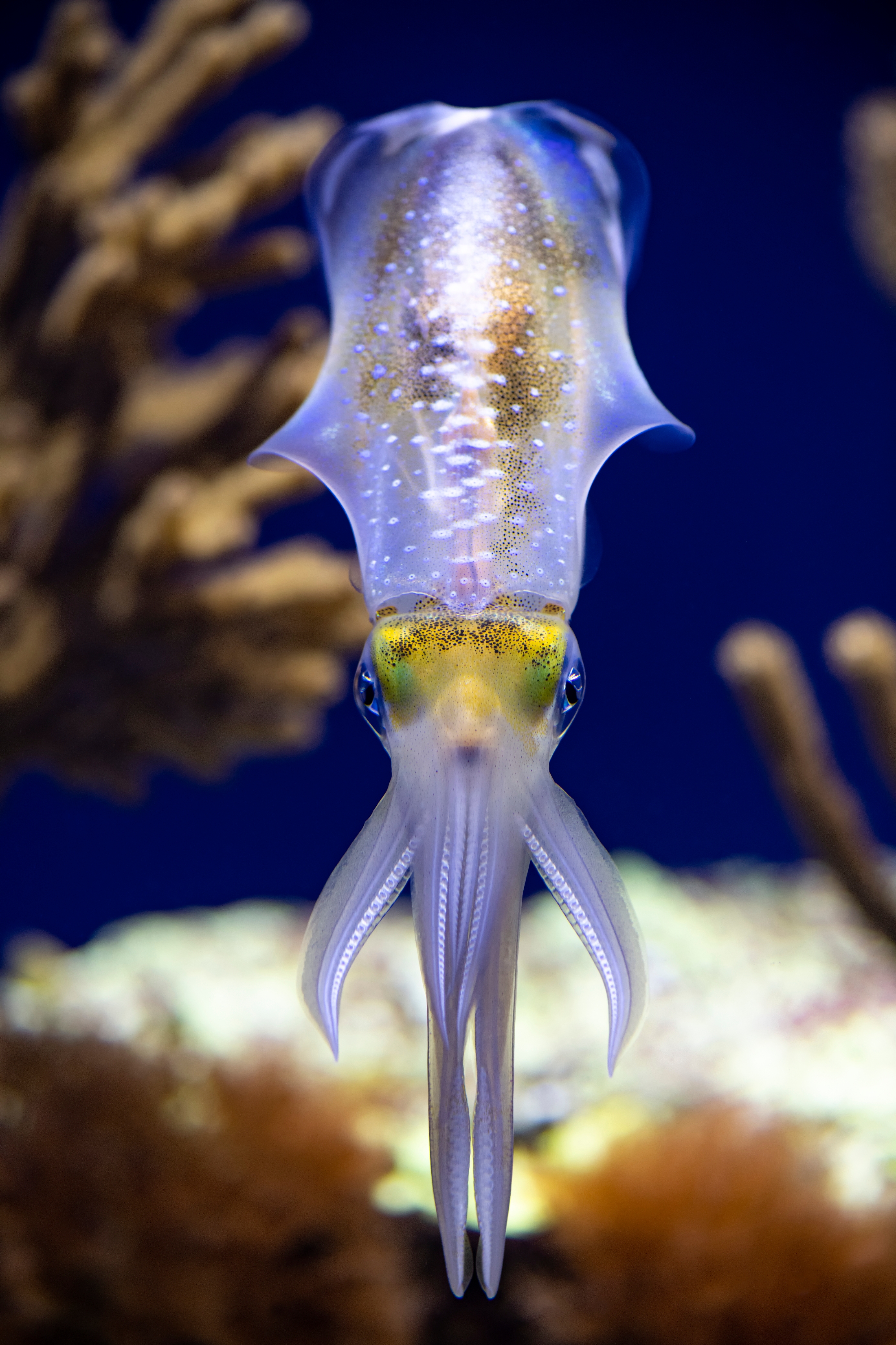 A bigfin reef squid in the Tentacles special exhibit at the Monterey Bay Aquarium