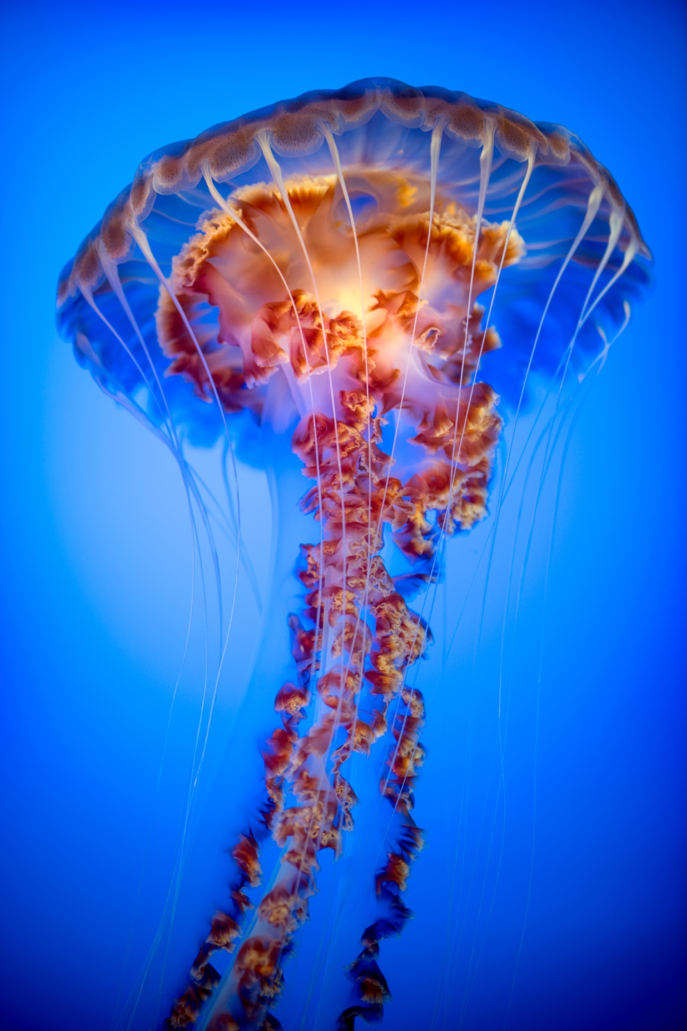 A black sea nettle swimming in light blue water