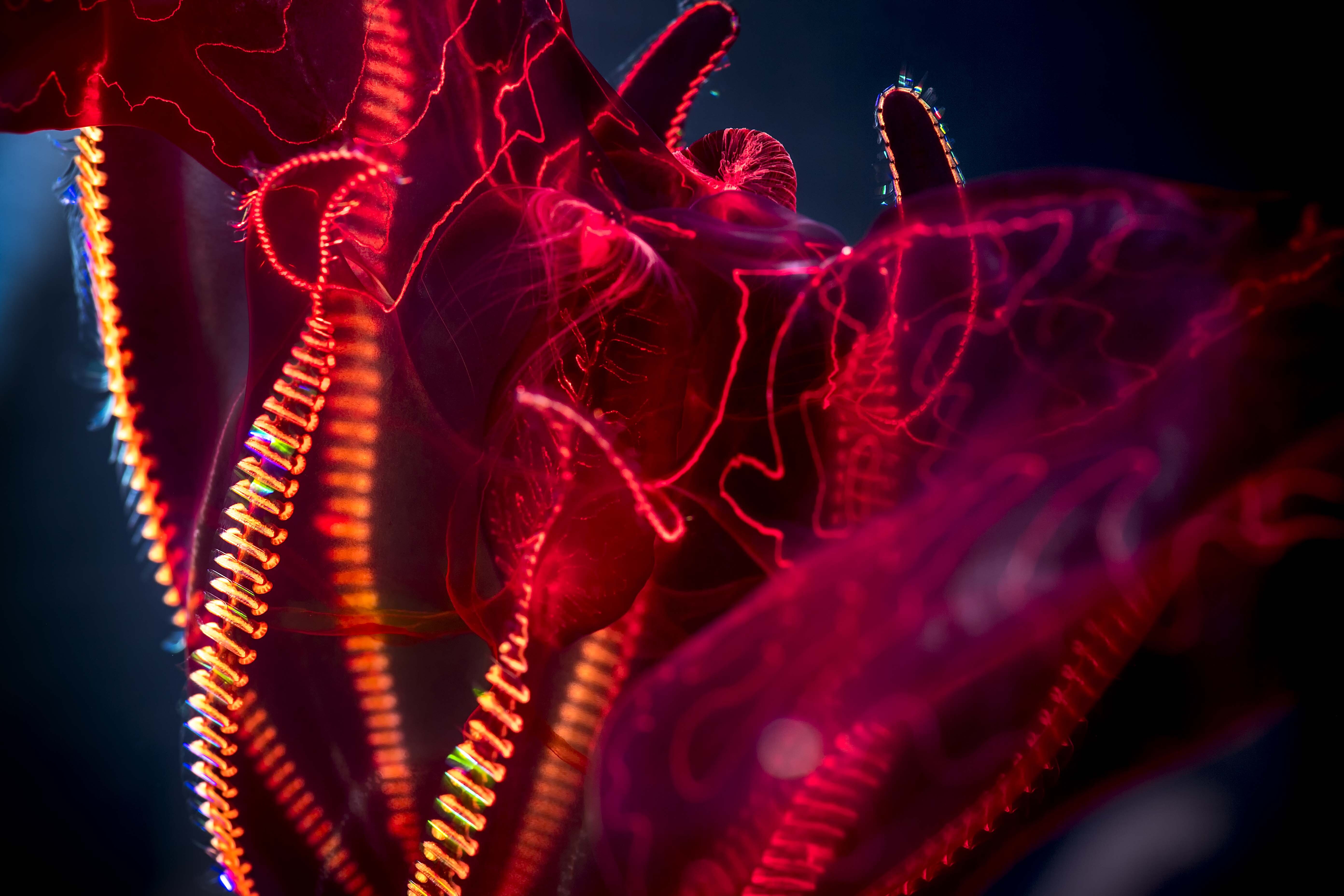 Bloodybelly comb jellies behind the scenes at the Monterey Bay Aquarium
