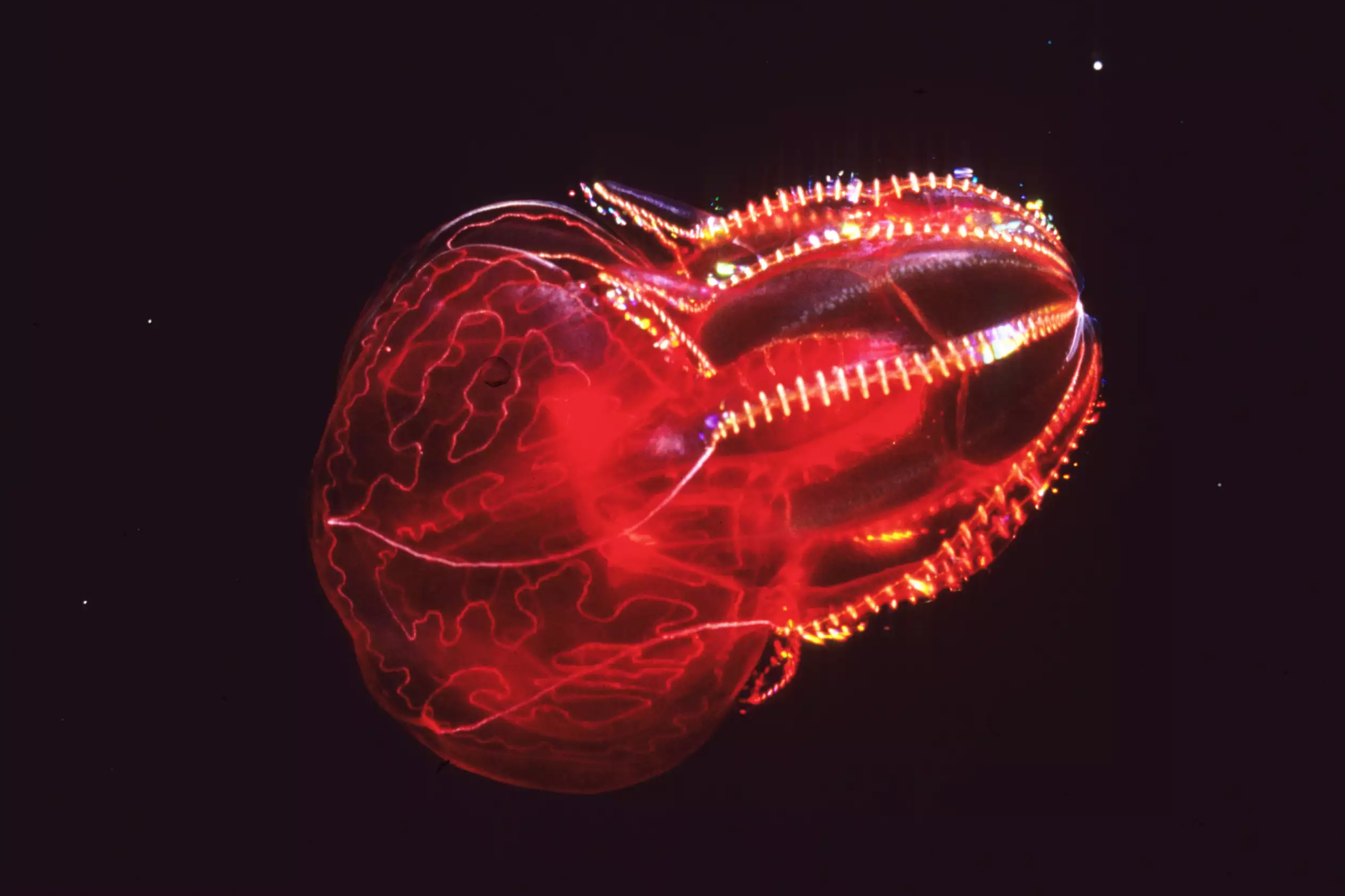A brilliantly colored bloody-belly comb jelly