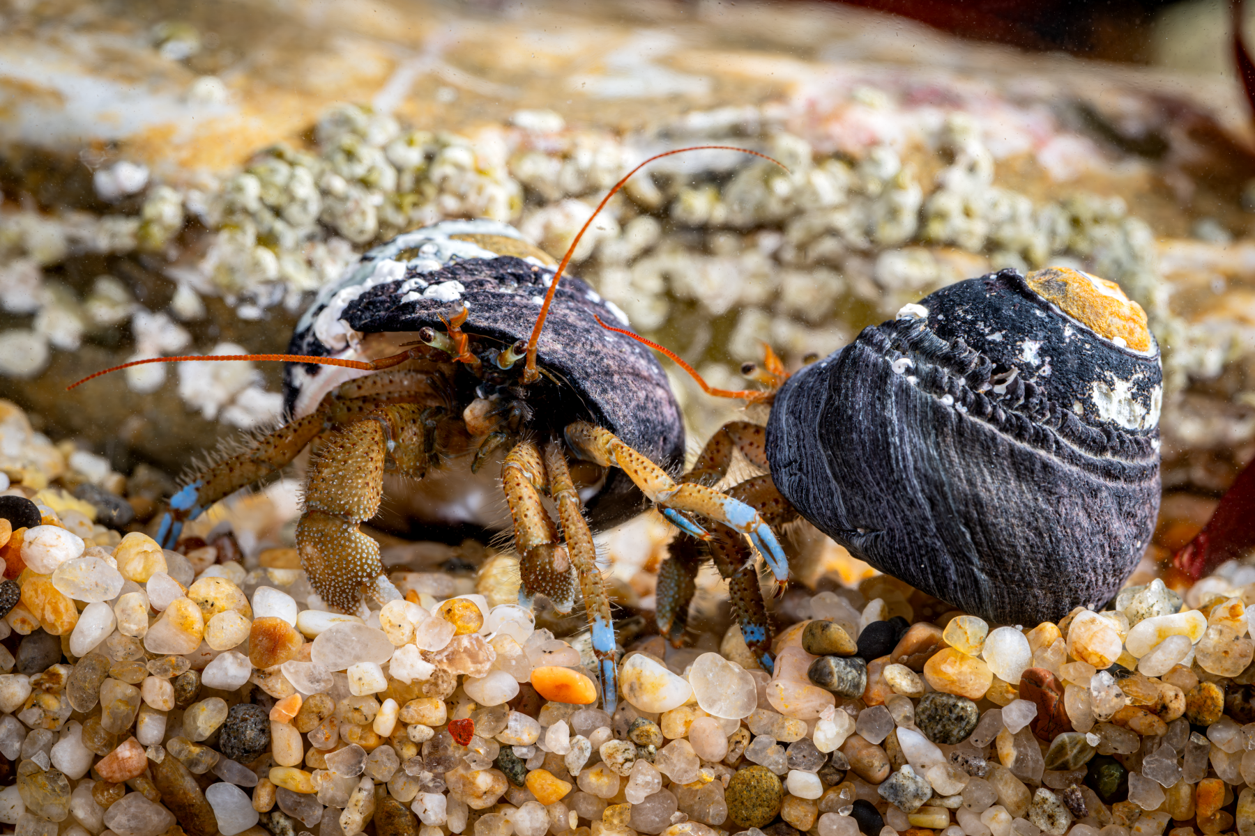 Two blueband hermit crabs on a sandy beach, one partially out of its dark gray shell with a few white spots next to another empty shell