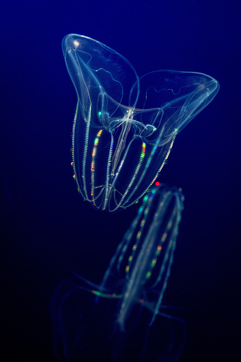 A transparent lobed comb jelly, Bolinopsis microptera, floats upside-down in its exhibit against a dark blue background. Its eight comb rows line the length of its bell and has flashes of green and orange color