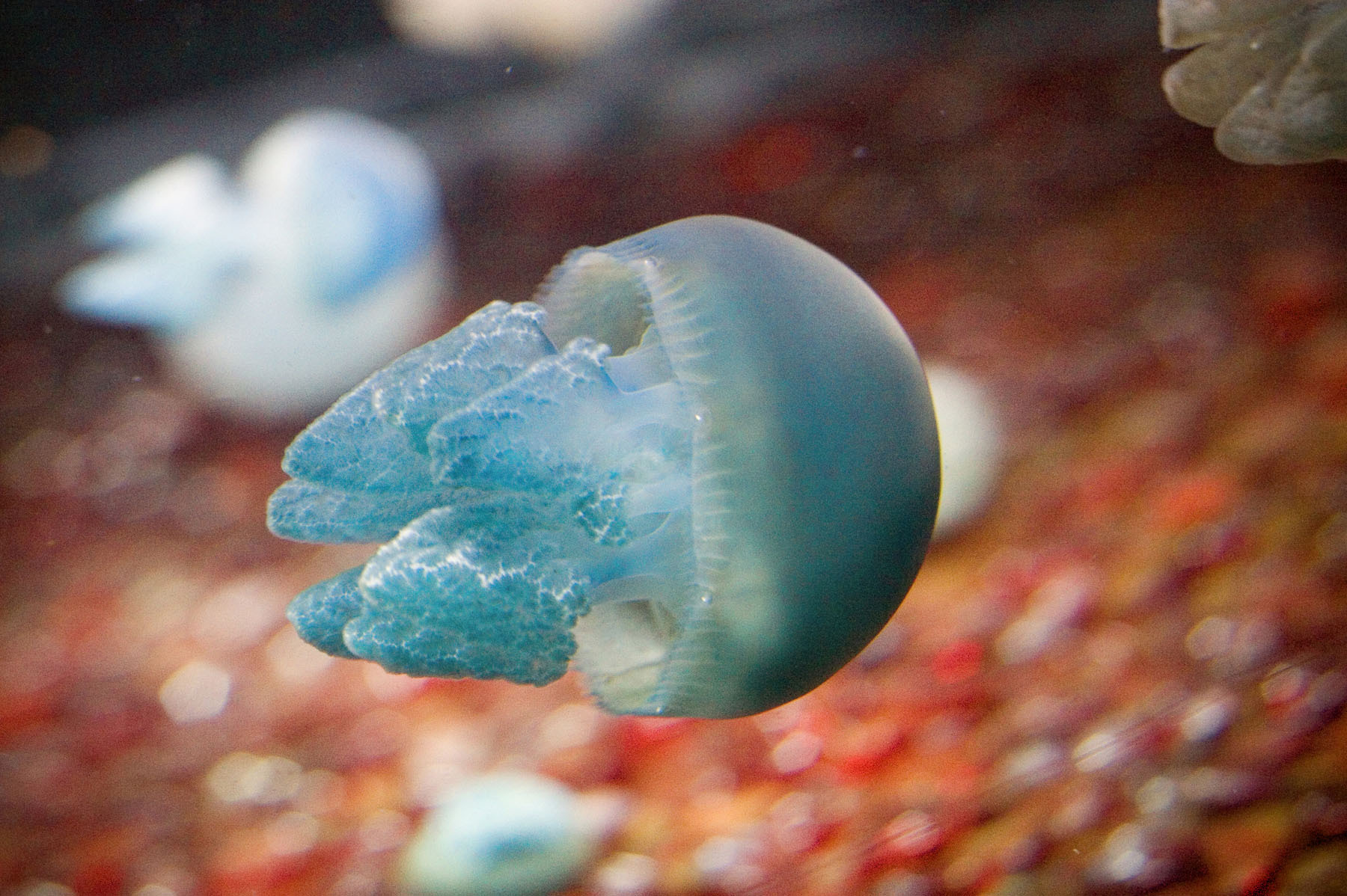 Blue jellyfish with a smooth dome-shaped bell and ruffled oral arms, floating in an aquarium with blurred coral background
