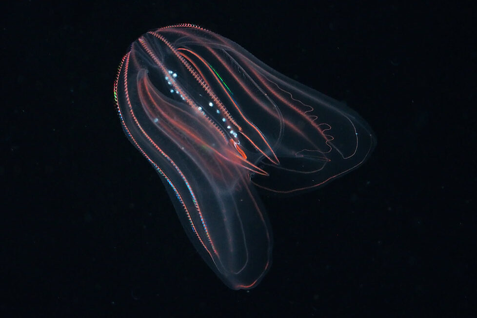 A translucent warty comb jelly aka a sea walnut shows off its salmon-colored comb rows against a black background