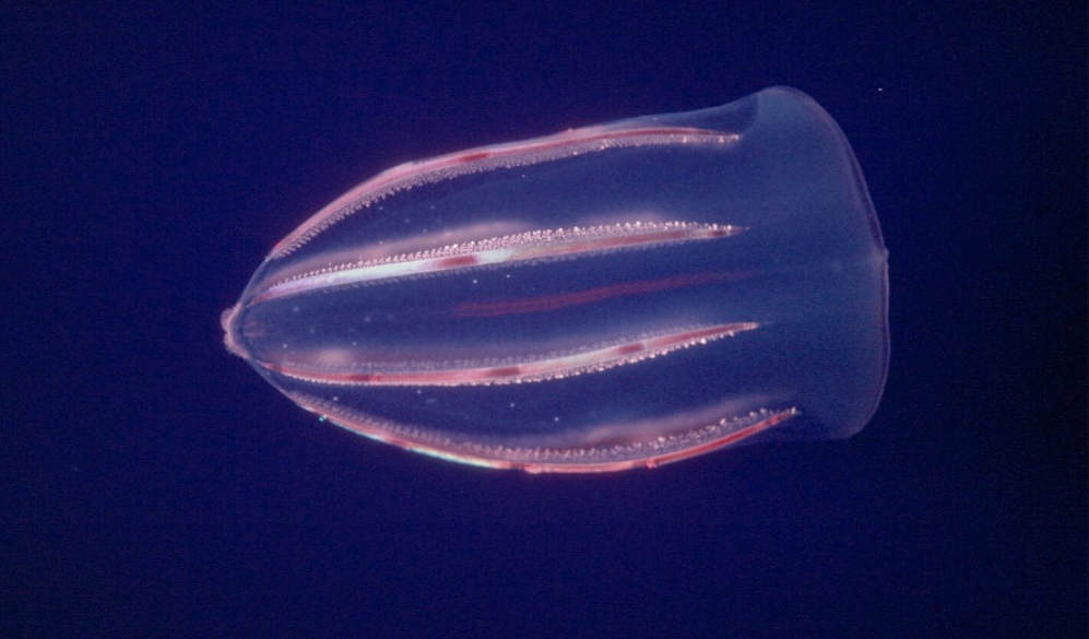 A comb jelly floating sideways in dark water