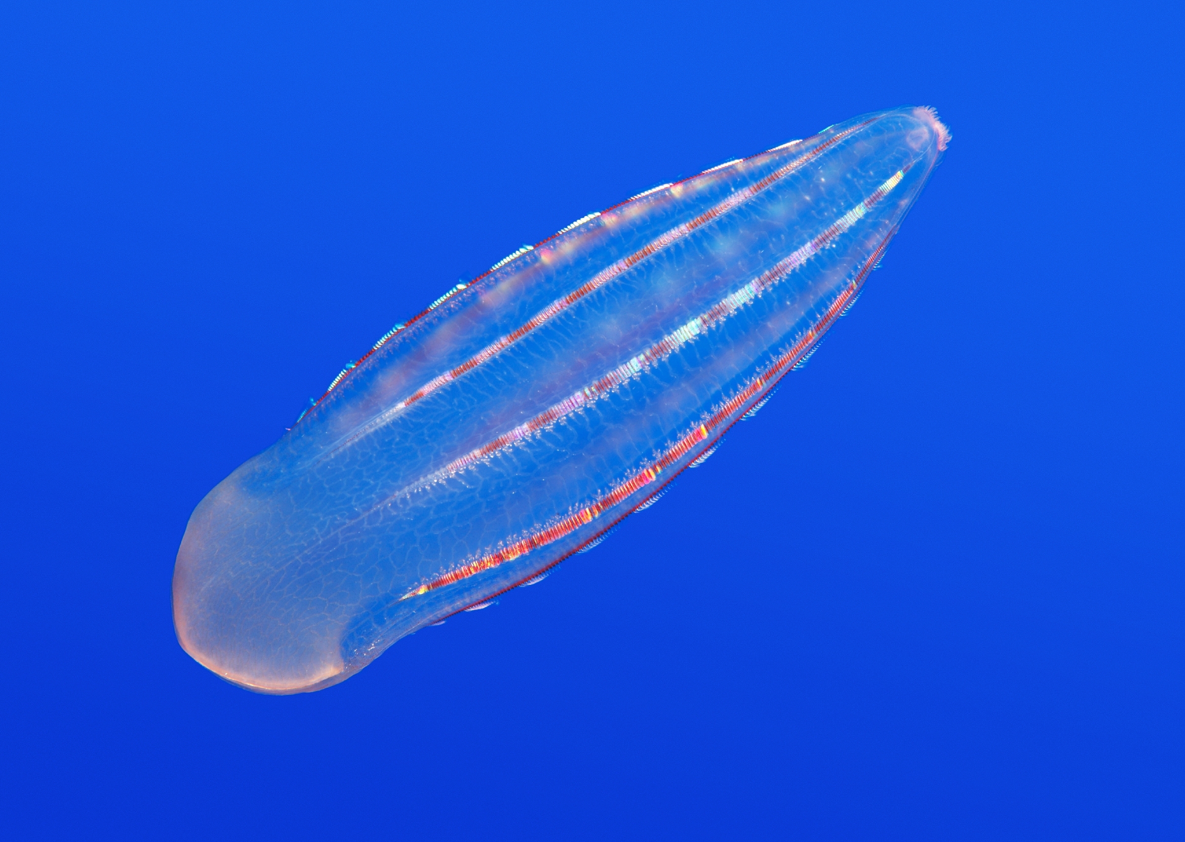Close-up of a comb jelly