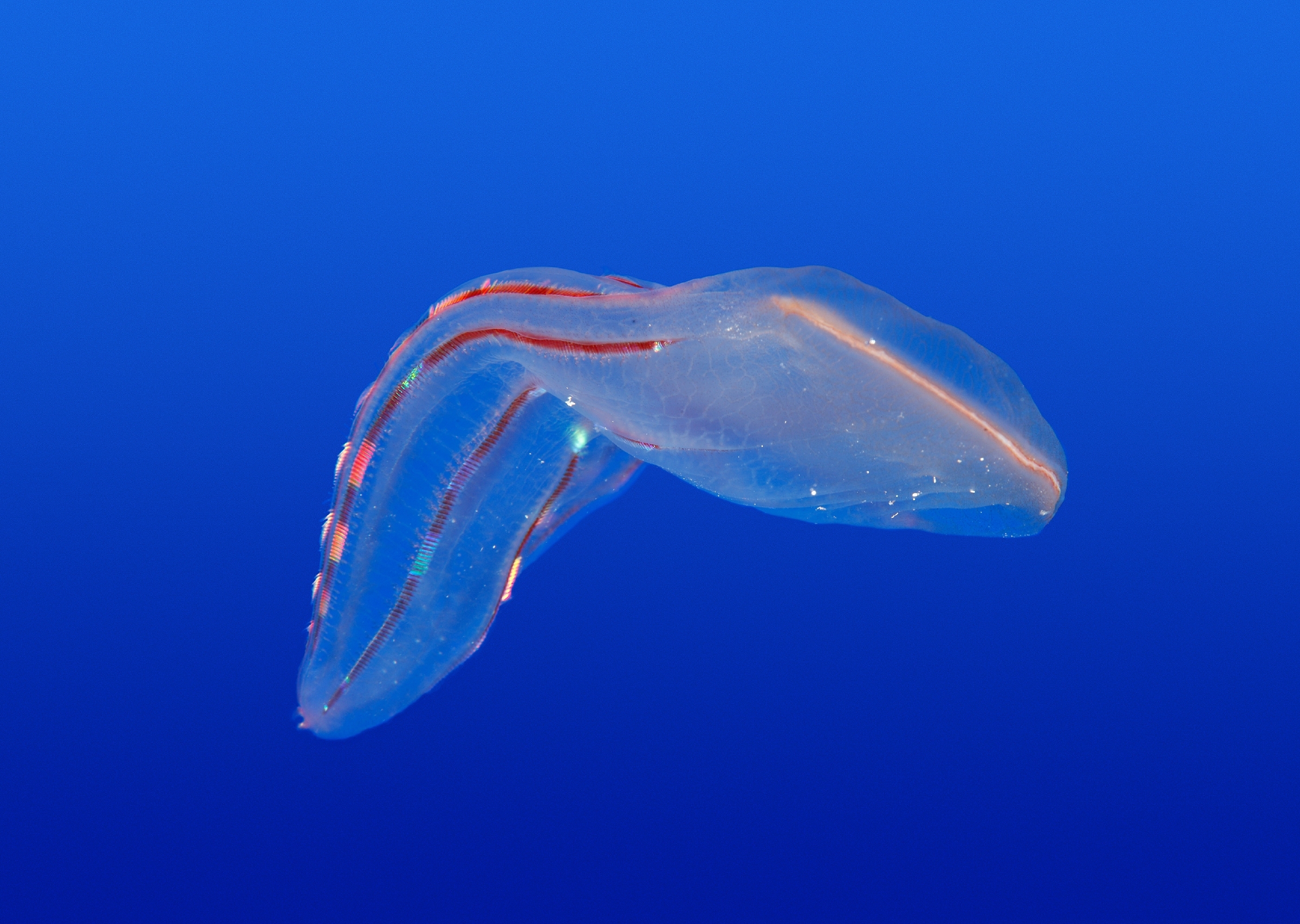 Close-up of a comb jelly
