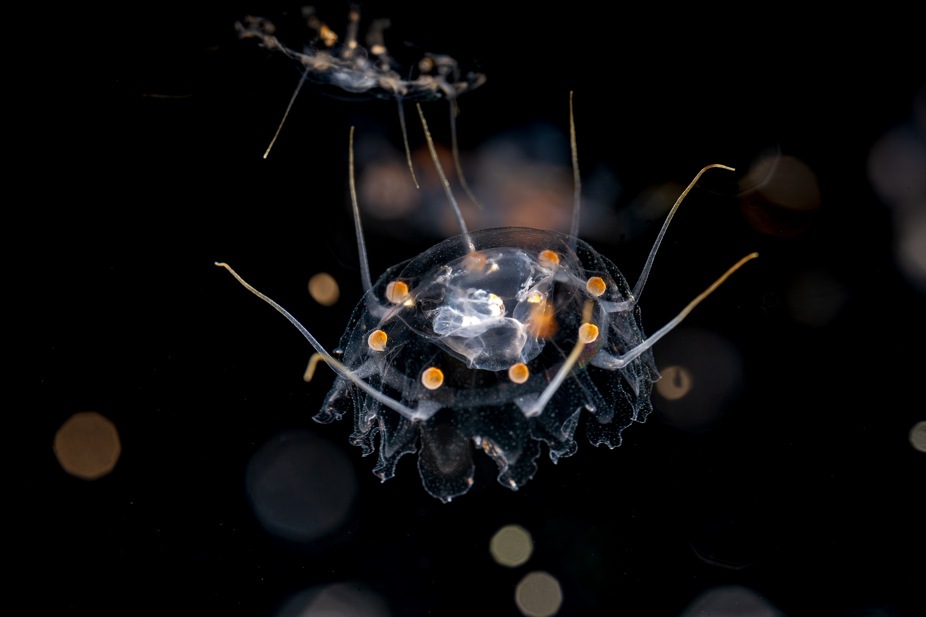 A transparent coronatae jellyfish with orange spots and long trailing tentacles against a dark background