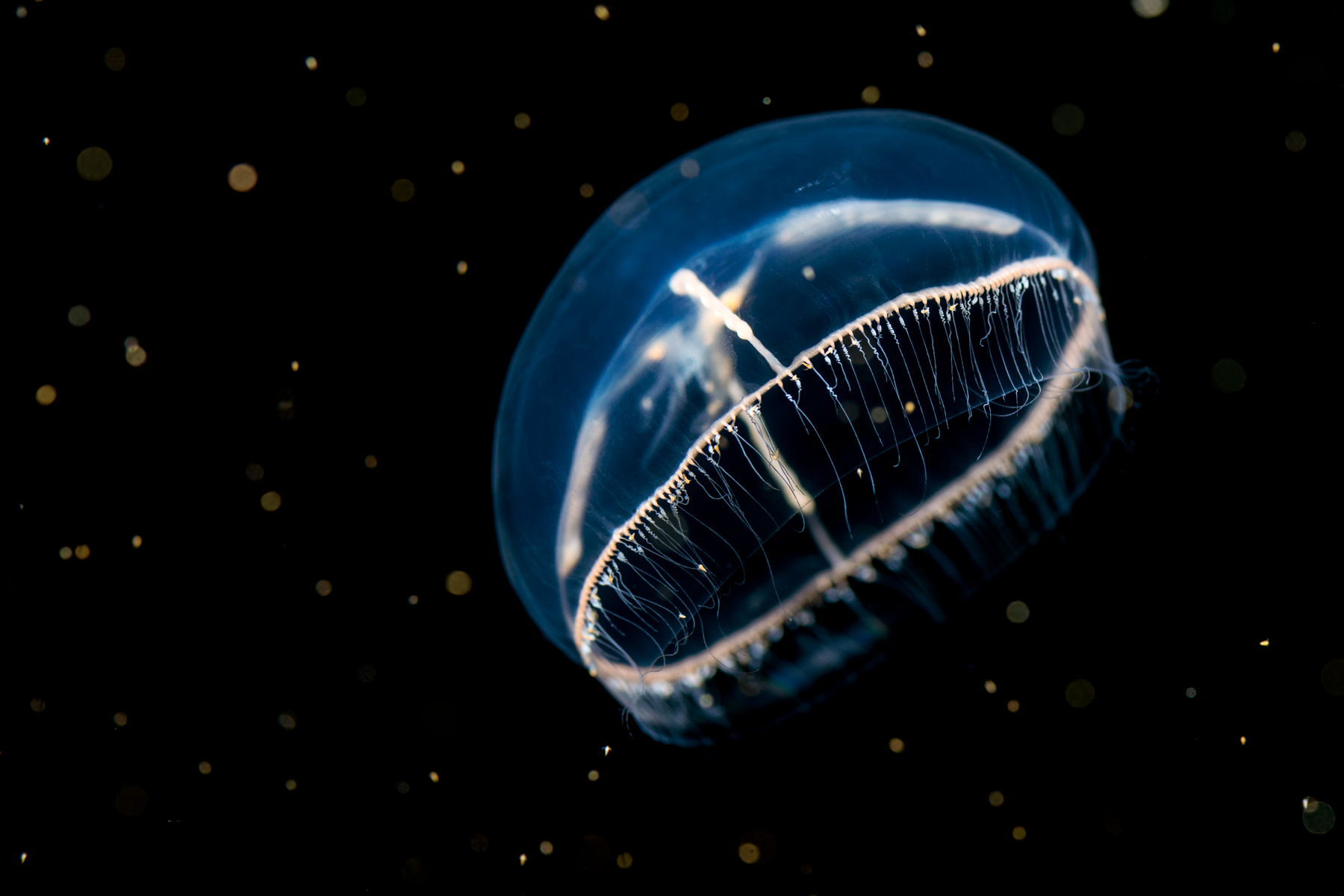 A translucent blue cross jelly with delicate white trailing tentacles floating against a dark black background with faint marine snow