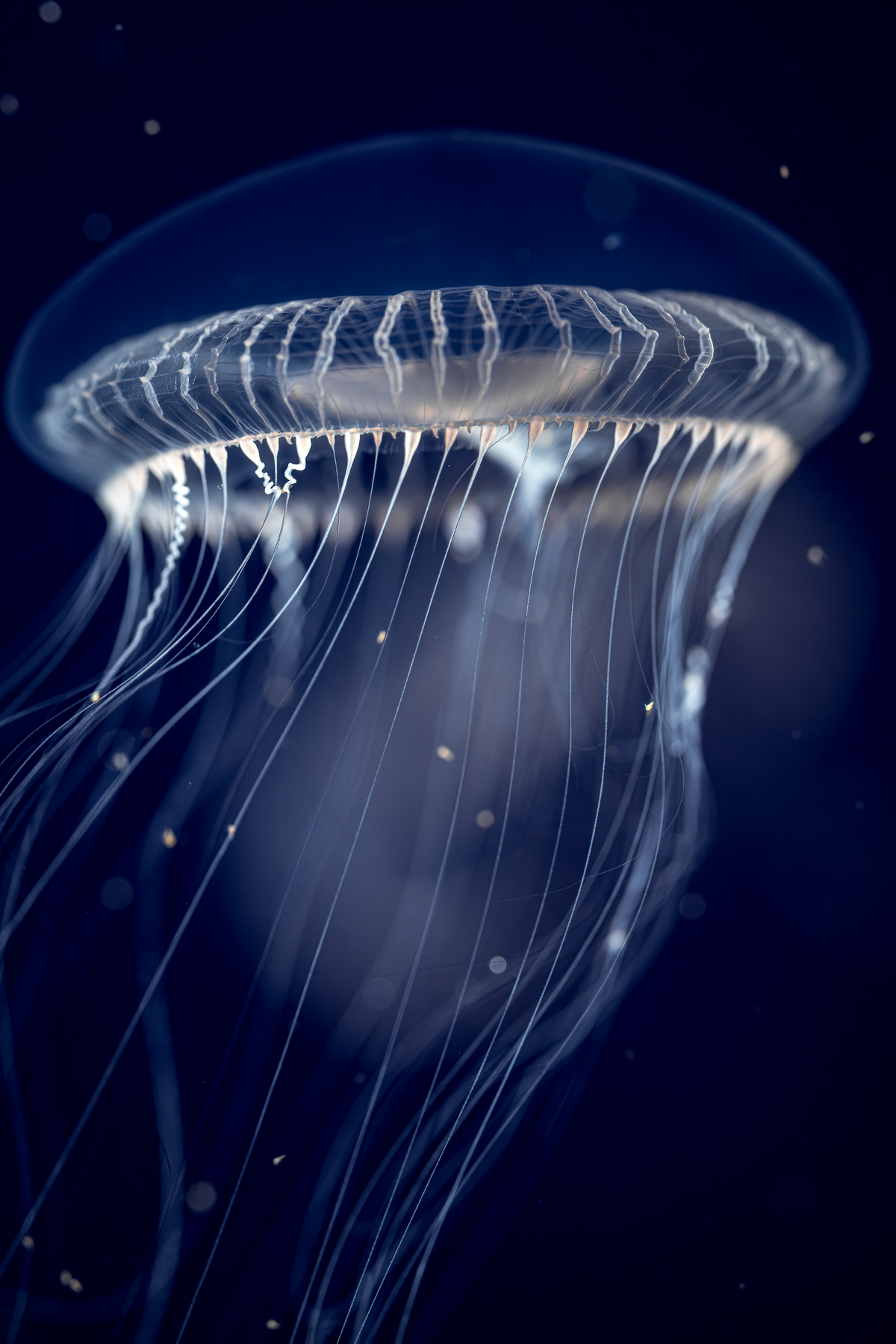 Translucent crystal jelly with long trailing tentacles glowing against a deep blue ocean water