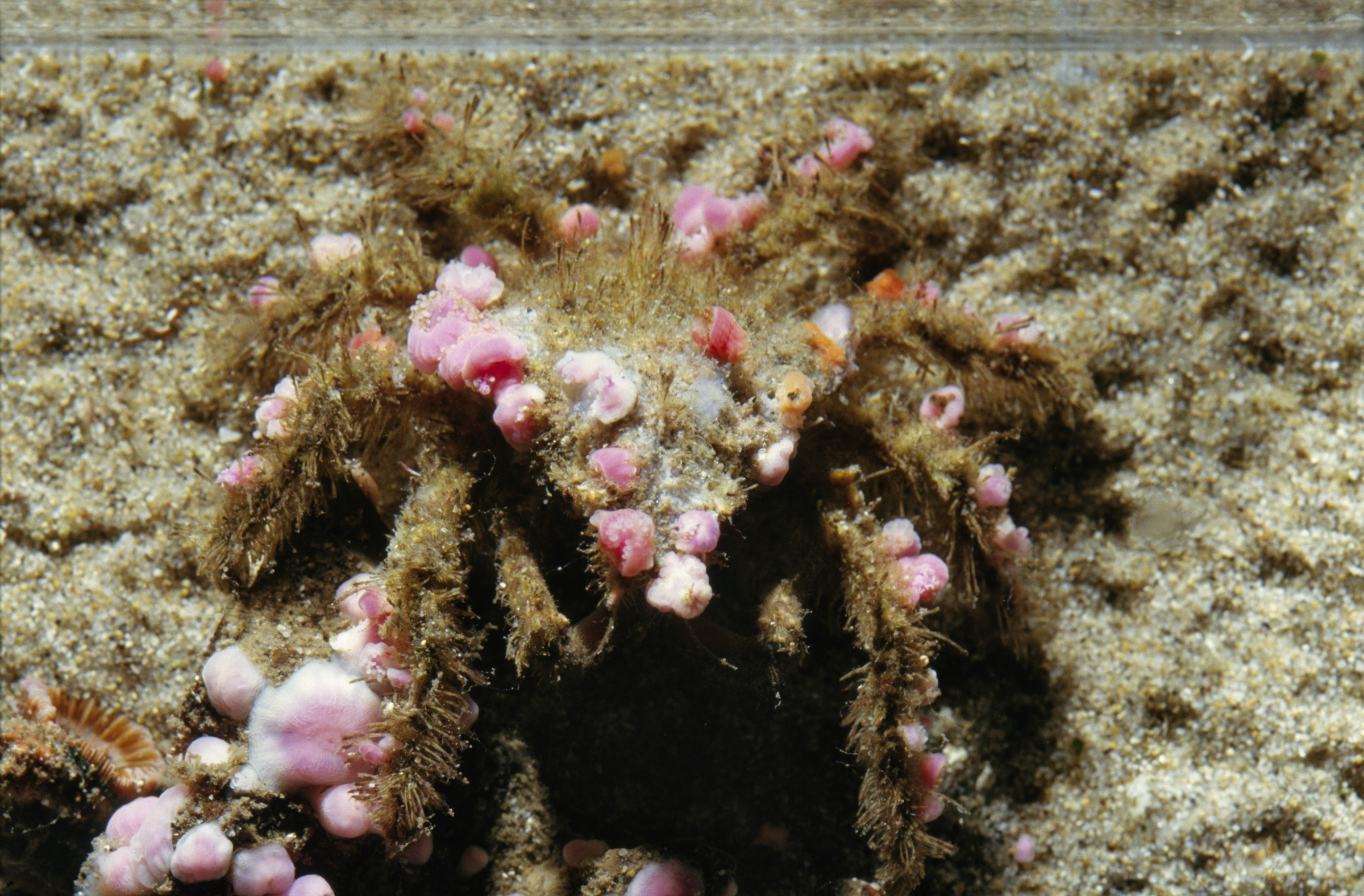 A decorator crab on the sandy seafloor covered in strawberry anemones