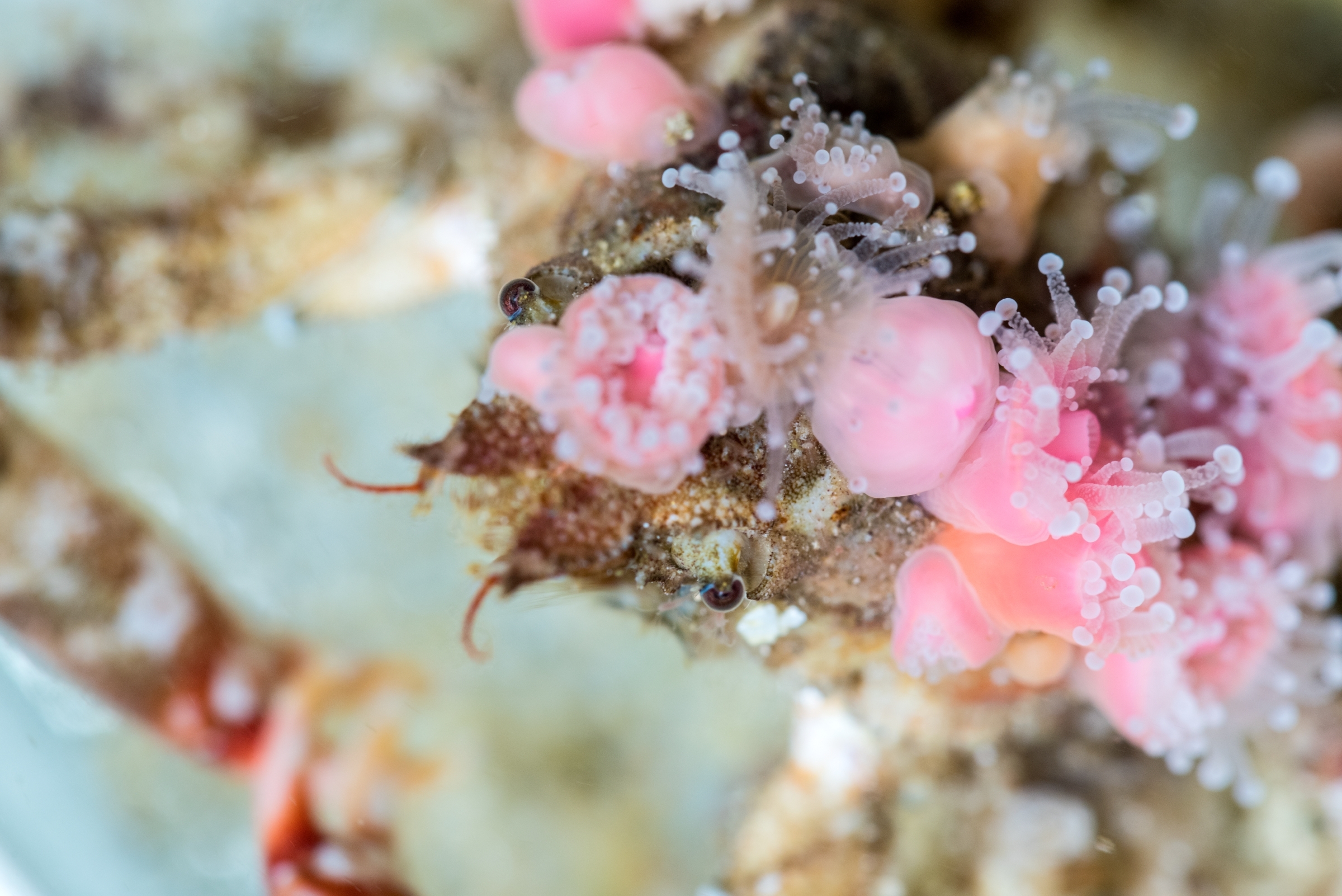 Close-up of a decorator crab covered in strawberry anemones