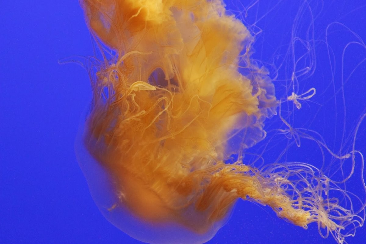Golden-orange egg yolk jelly with ruffled oral arms trailing against a vivid blue background