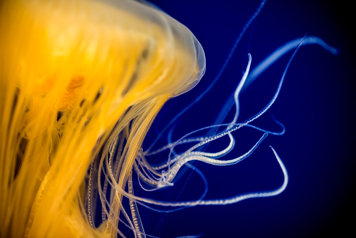 Egg yolk jelly