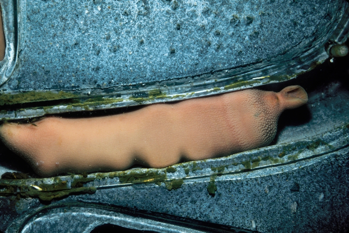 A fat innkeeper worm squeezed into a tunnel on exhibit