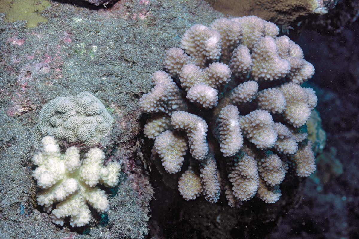 Two finger corals attached to a rock