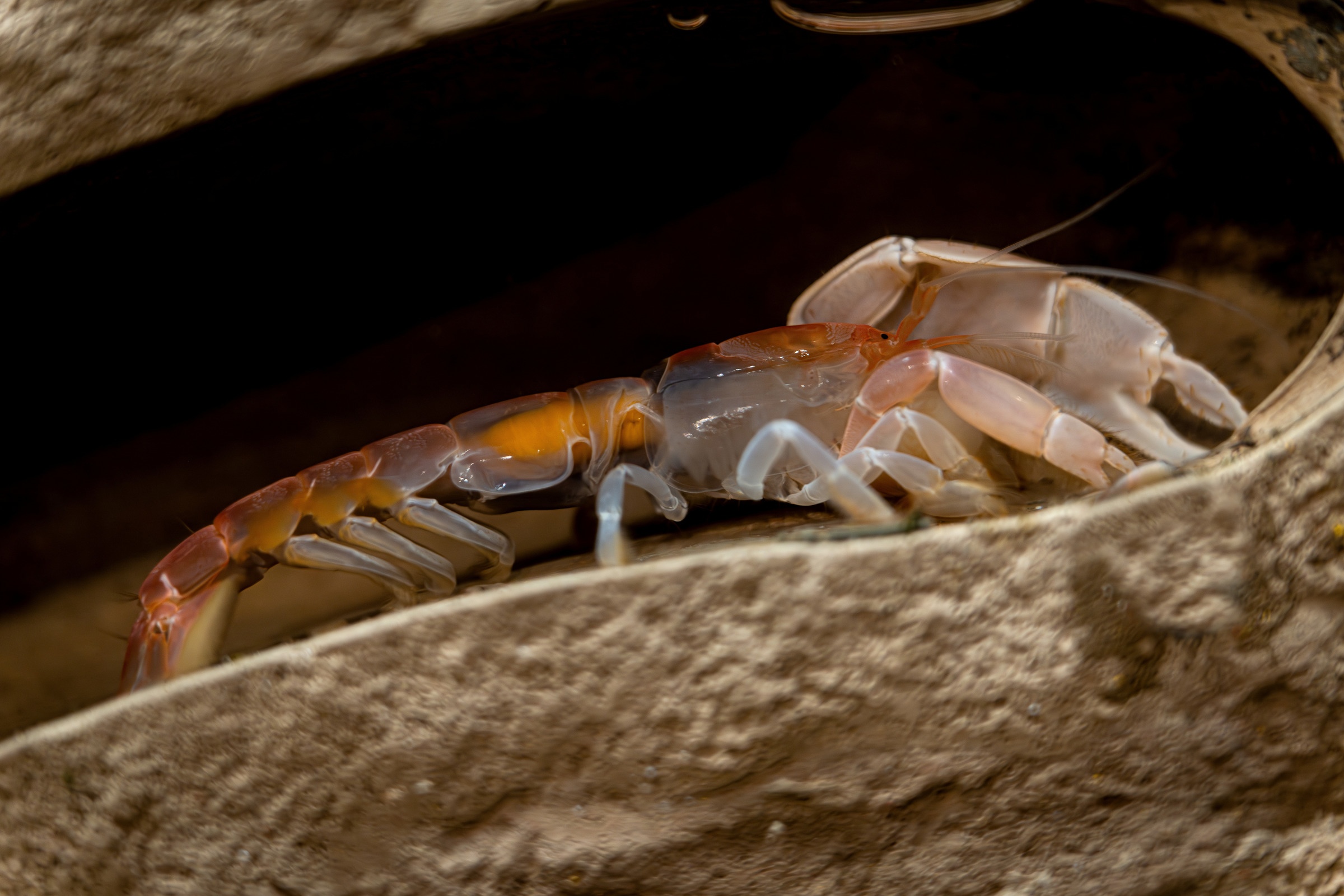 Ghost shrimp creating an underground tunnel beneath the Elkhorn Slough searching for food and creating their burrows