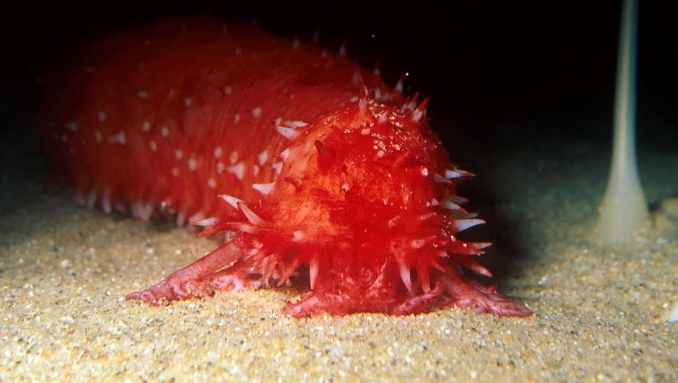 A bright, red johnson's sea cucumber