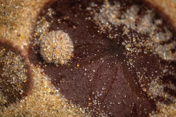 Juvenile sand dollar