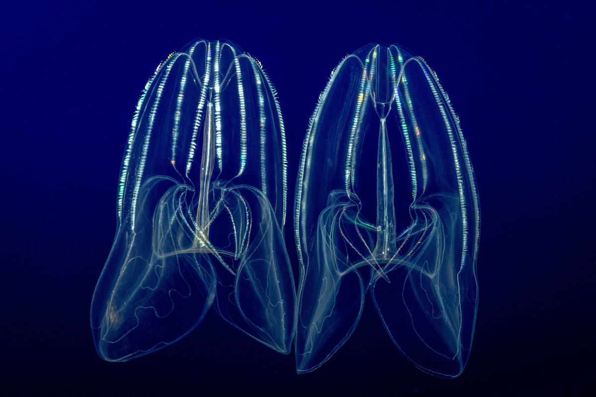 A pair of transparent lobed comb jellies float side-by-side against a dark blue background