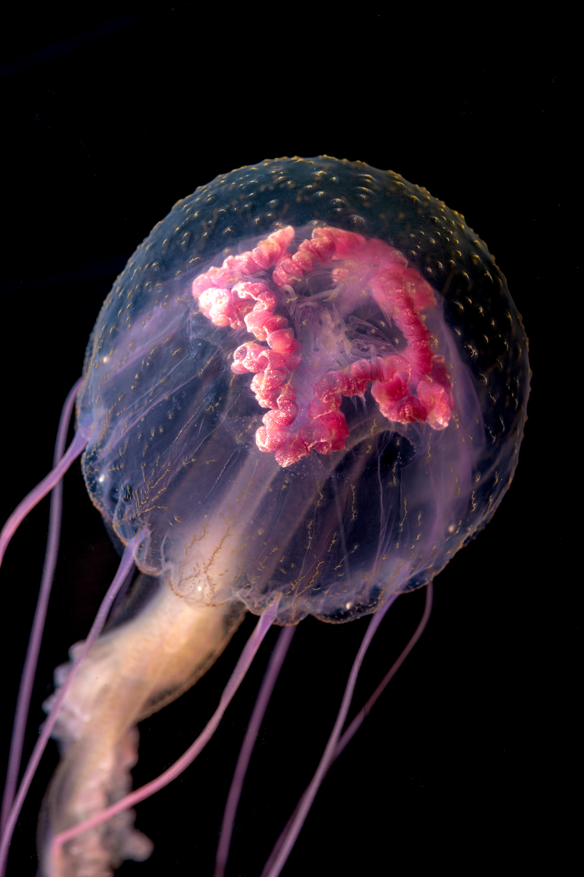Translucent mauve stinger jelly with a pink ruffled interior and trailing pink tentacles against in dark deep water