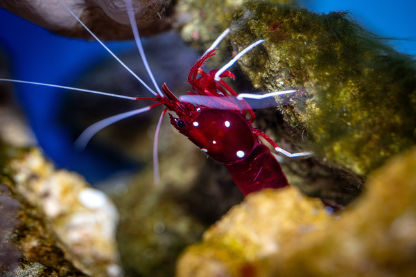 A red shrimp with white legs, antennae, and polka dots on its body