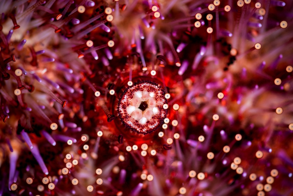 A close up of a purple sea urchin